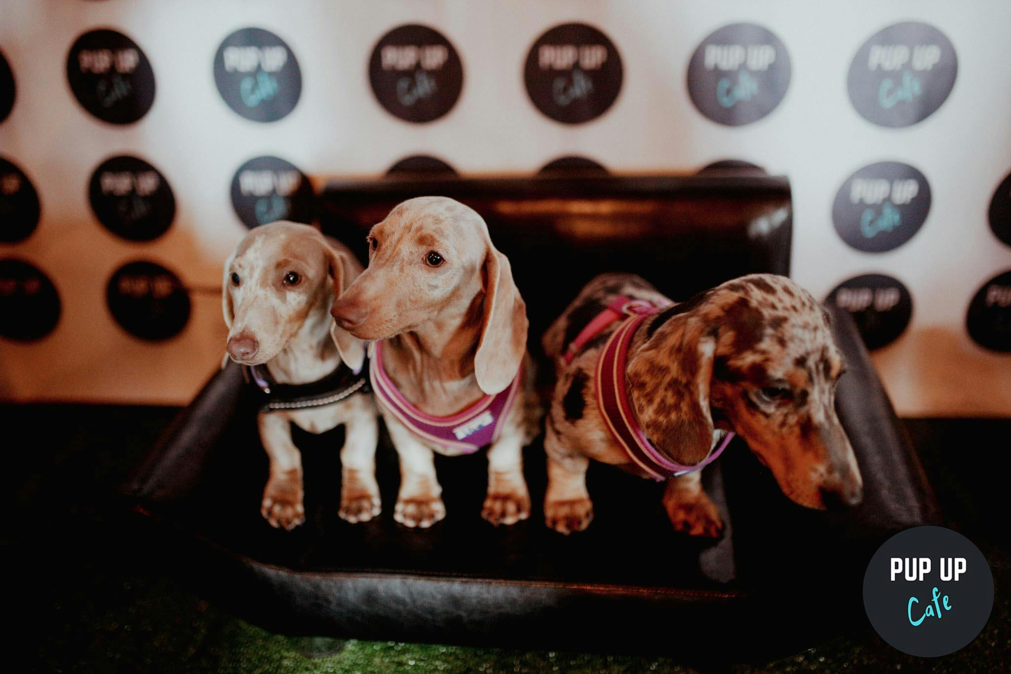 Dachshund Pup up Café to open in Revolution Reading