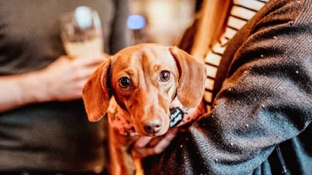 Dachshund owners dream coming to Milton Keynes – in the form of a ‘pup up’ café