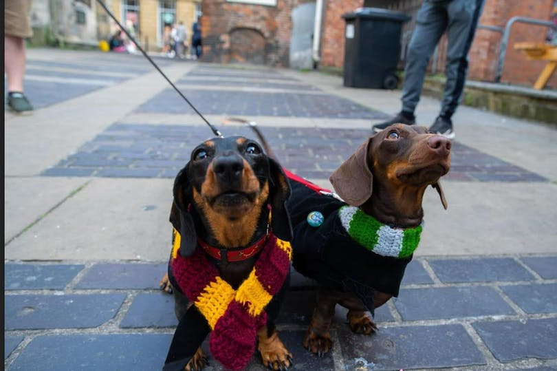 Edinburgh’s popular Pup Up Café set to return for third time
