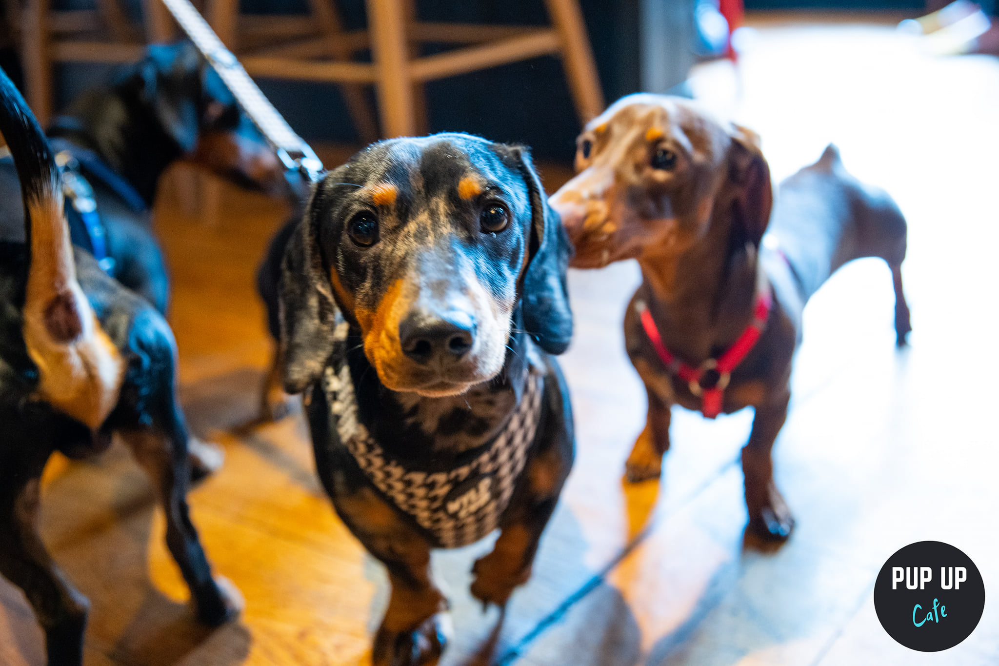 Pup Up Cafe Pawsome pop up Dachshund Pup Up Cafe coming to Torquay