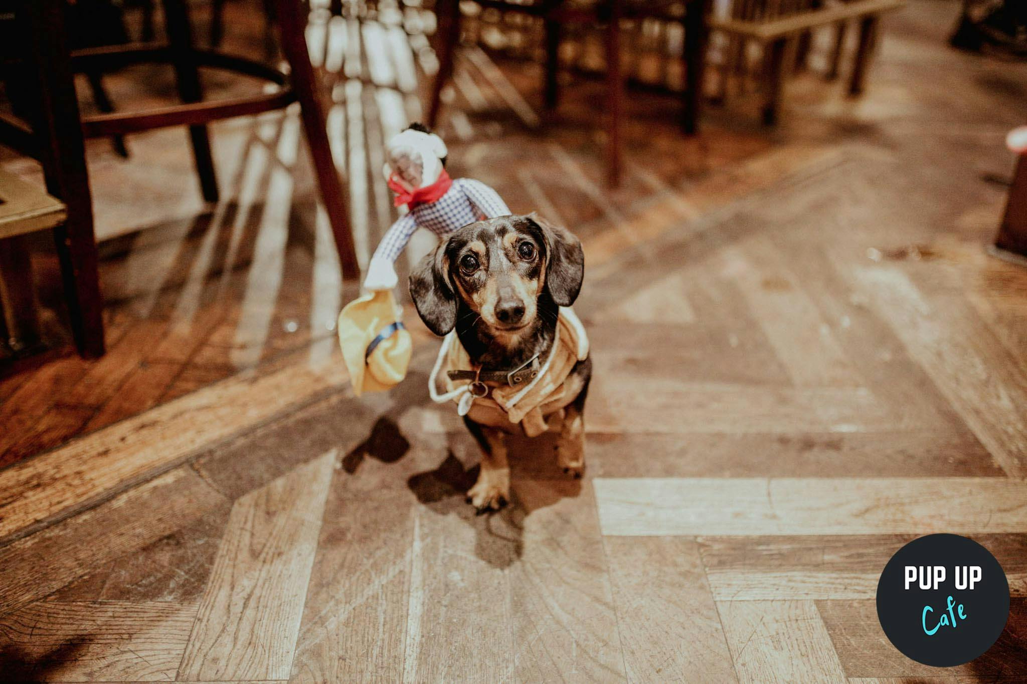 Pup Up Cafe: Dachshund Edition is back to Bristol for SUMMER!