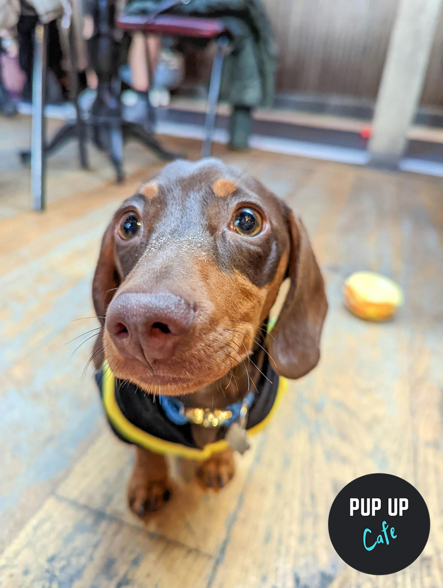 Dachshund Pup Up Cafe Comes To Leeds Electric Press!