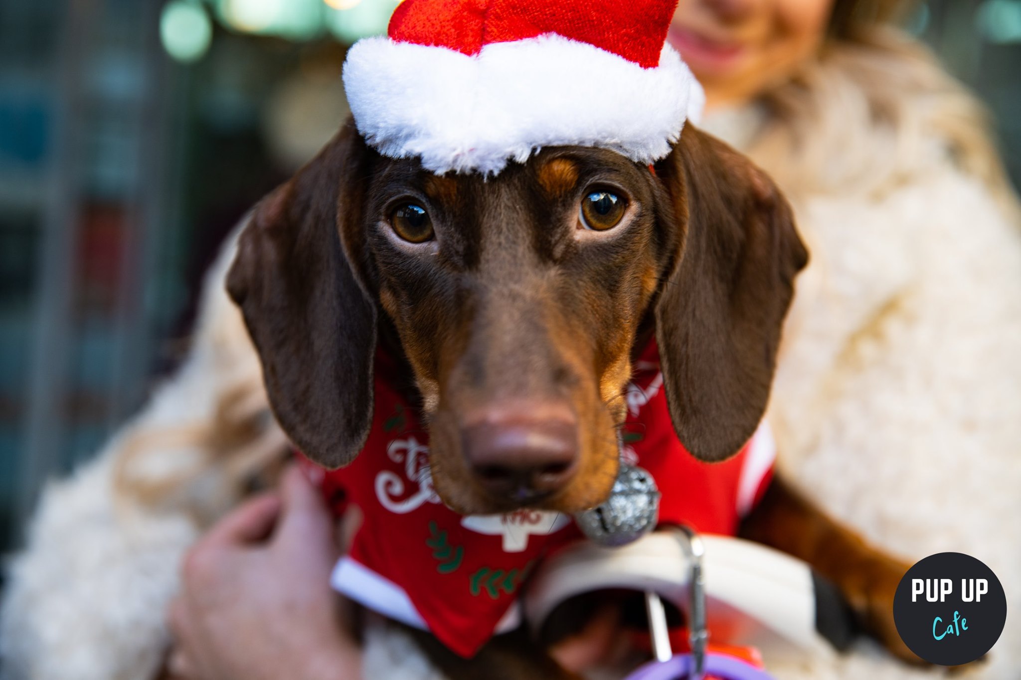 christmas sausage dog