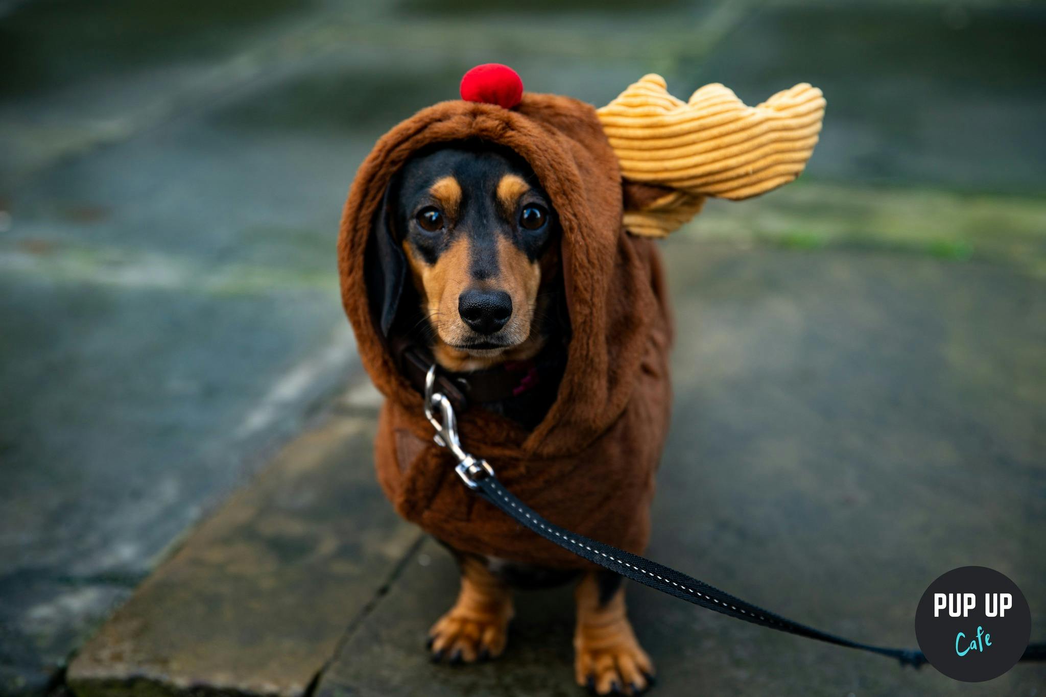 A Huge Dachshund Christmas Party Is Coming To Leeds