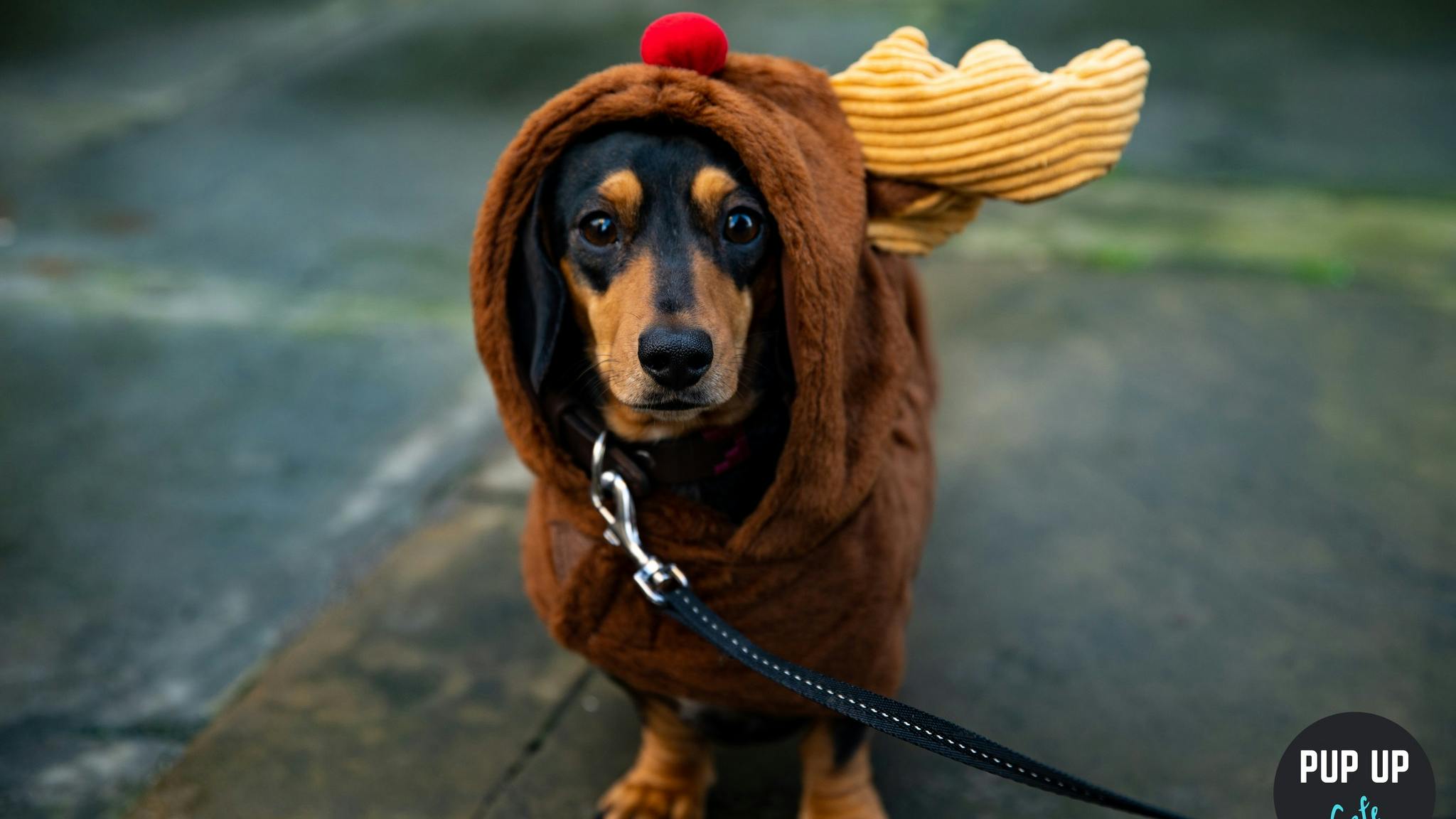 A Huge Dachshund Christmas Party Is Coming To Leeds