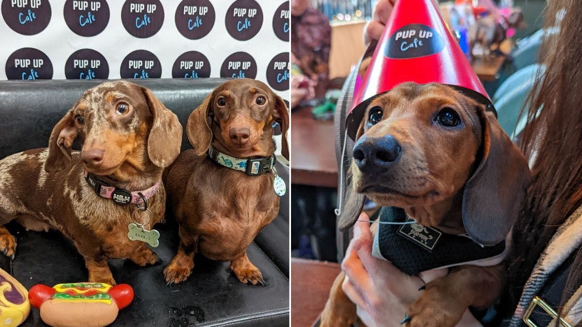 A Pup Up Cafe with hundreds of cute dachshunds is coming to Manchester