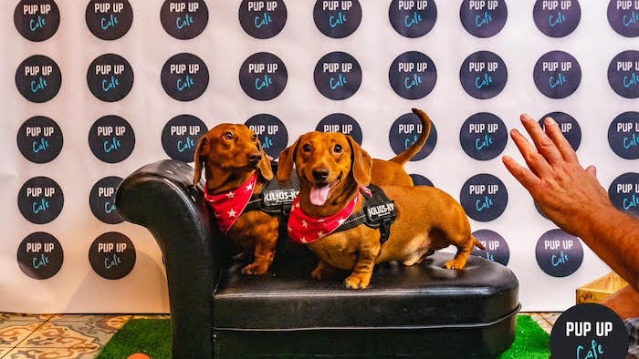 250 sausage dogs set to descend on central Manchester for huge party
