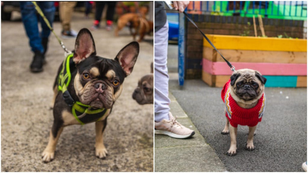 A Pug And Frenchie Pup Up Cafe Is Coming to Liverpool This March