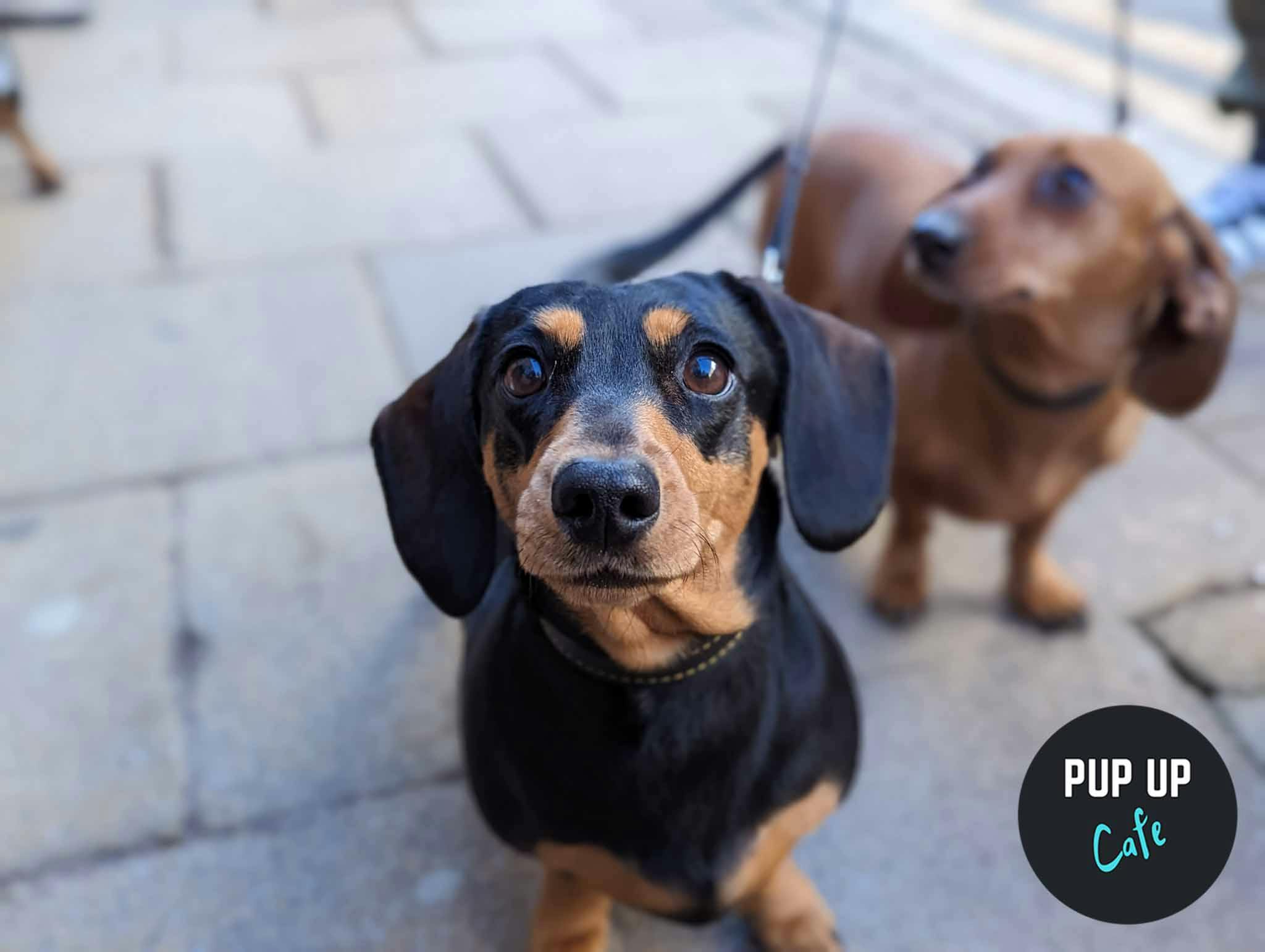 Birmingham Live visit the Pup Up Cafe and fall in love with the Dachshund pups