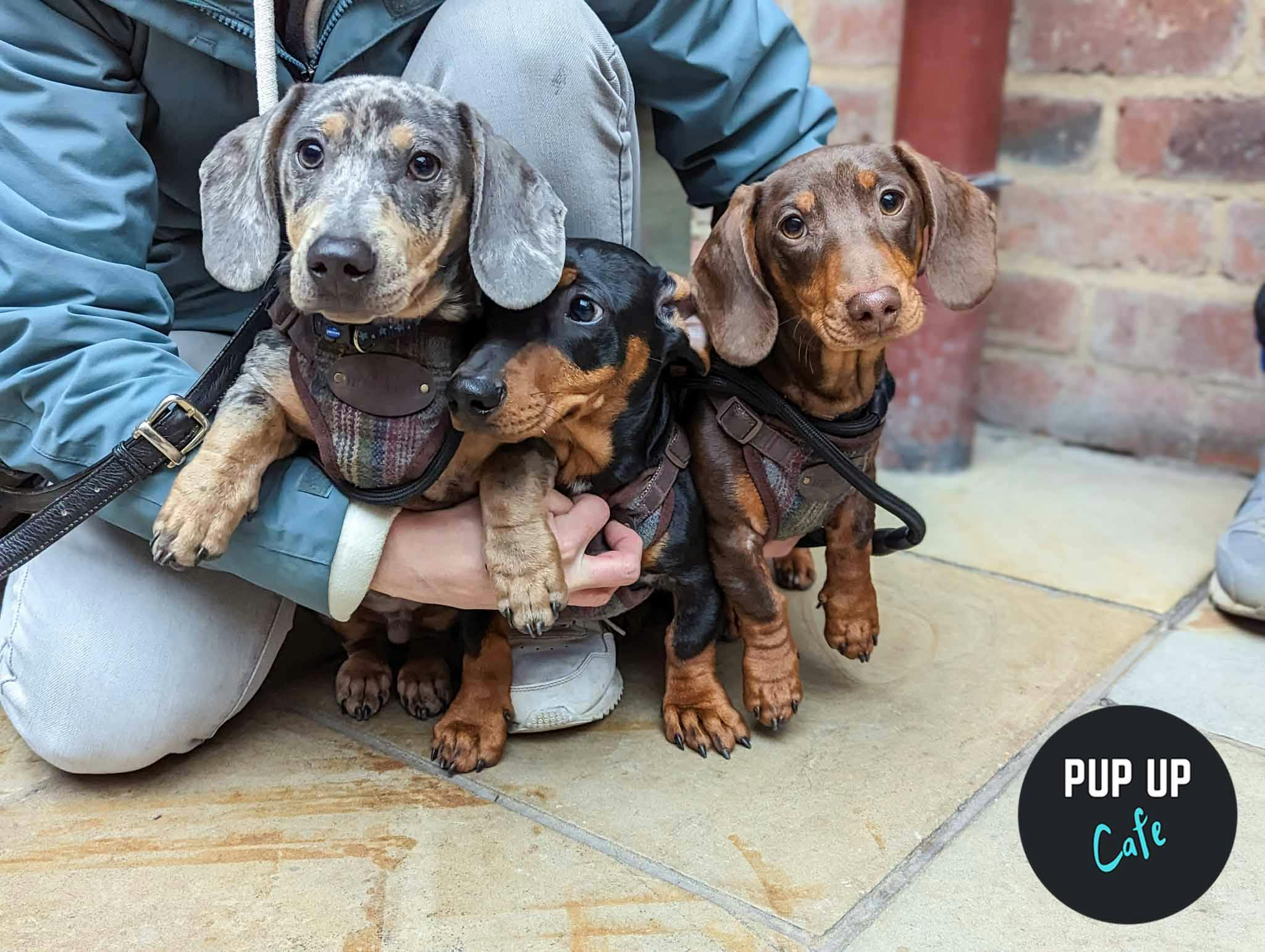 A Sausage Dog Pup-Up Cafe Is Coming To Manchester and It’s Too Cute