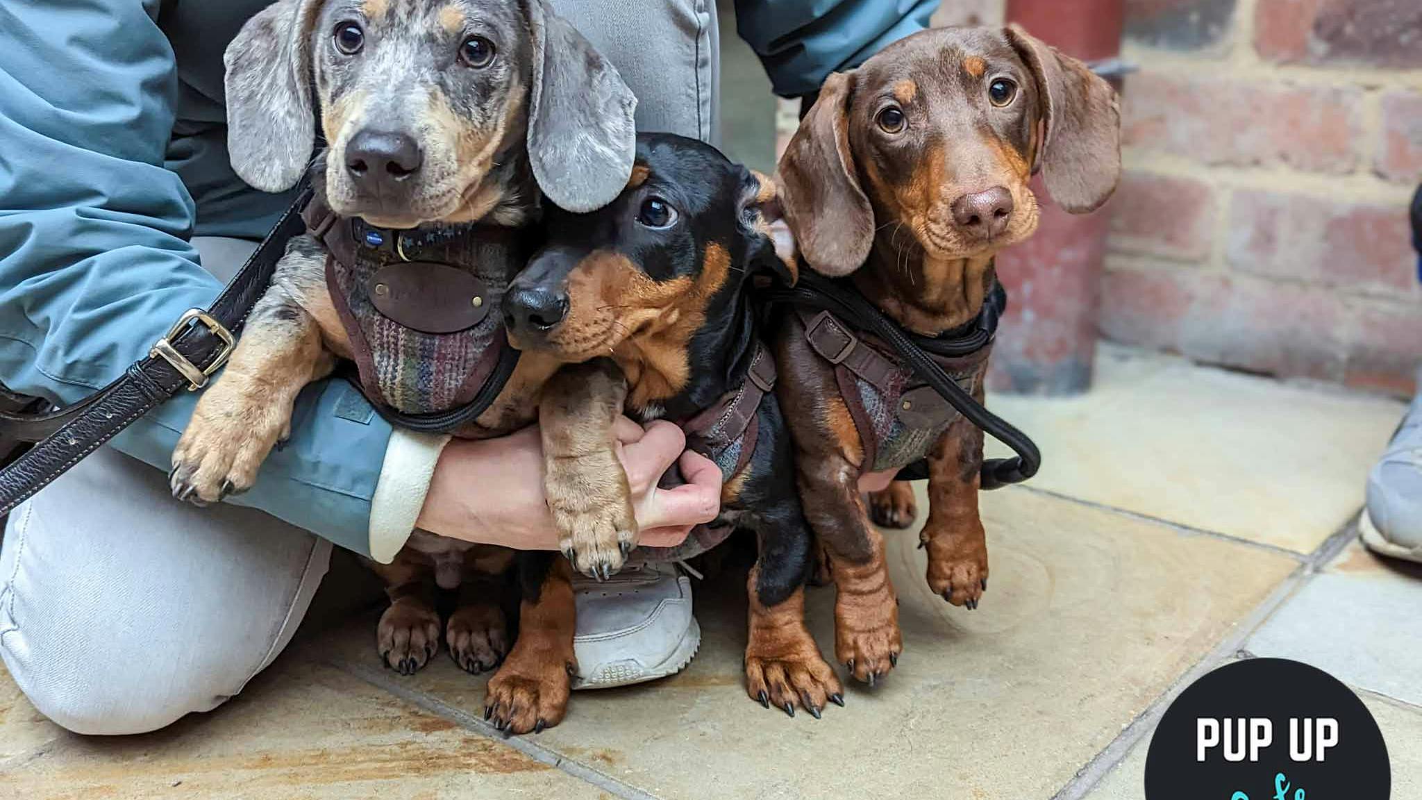 A Sausage Dog Pup-Up Cafe Is Coming To Manchester and It’s Too Cute