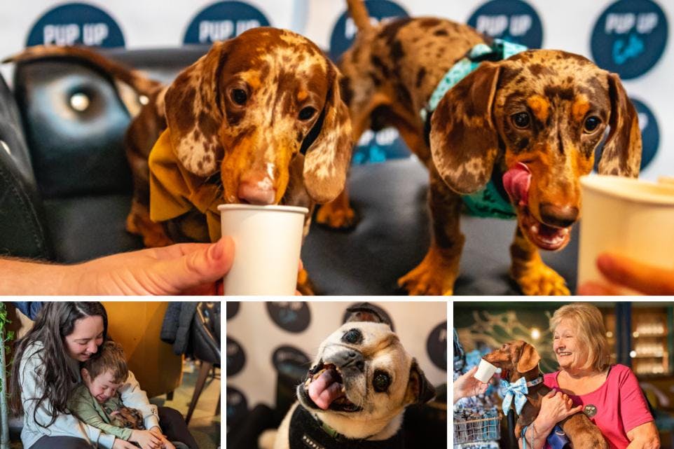 Southend to welcome three ‘Pup Up’ Cafe events for dogs
