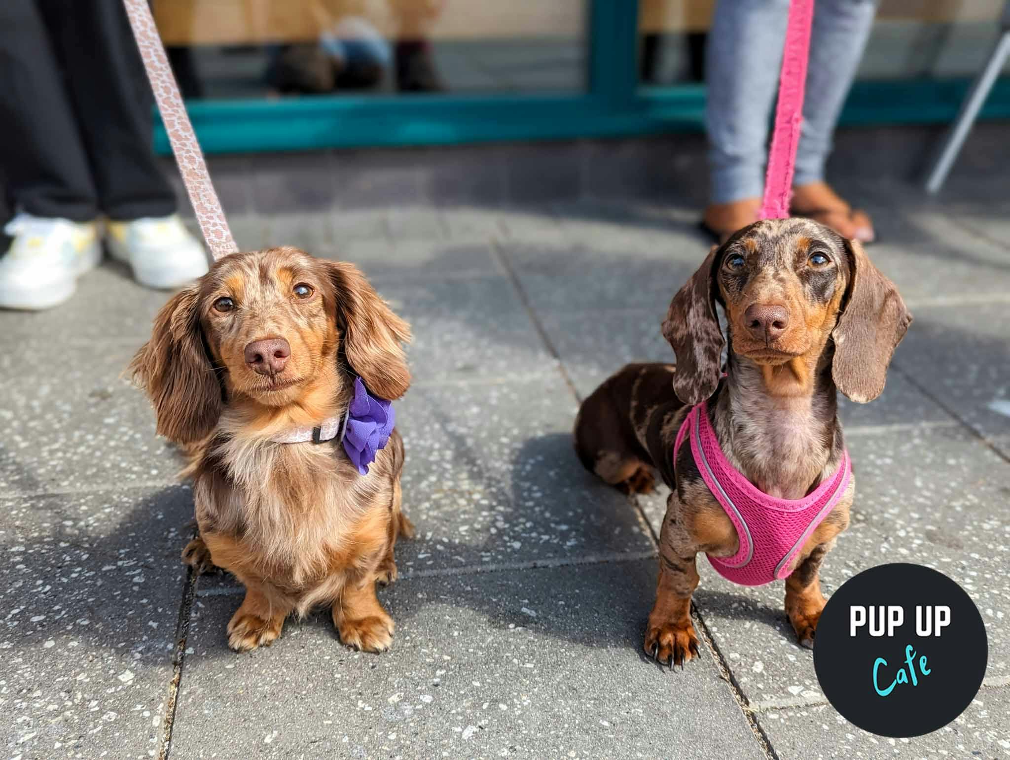 A pop-up cafe filled with hundreds of sausage dogs is back in Manchester this month