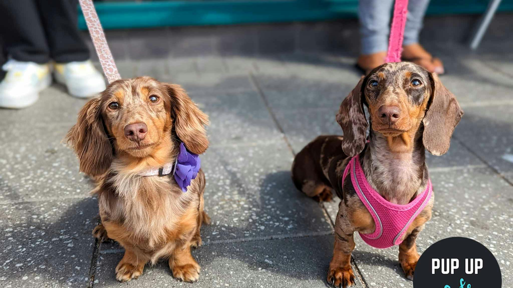 Pup Up Cafe Preston: one-off dog cafe event comes to Revolution Preston