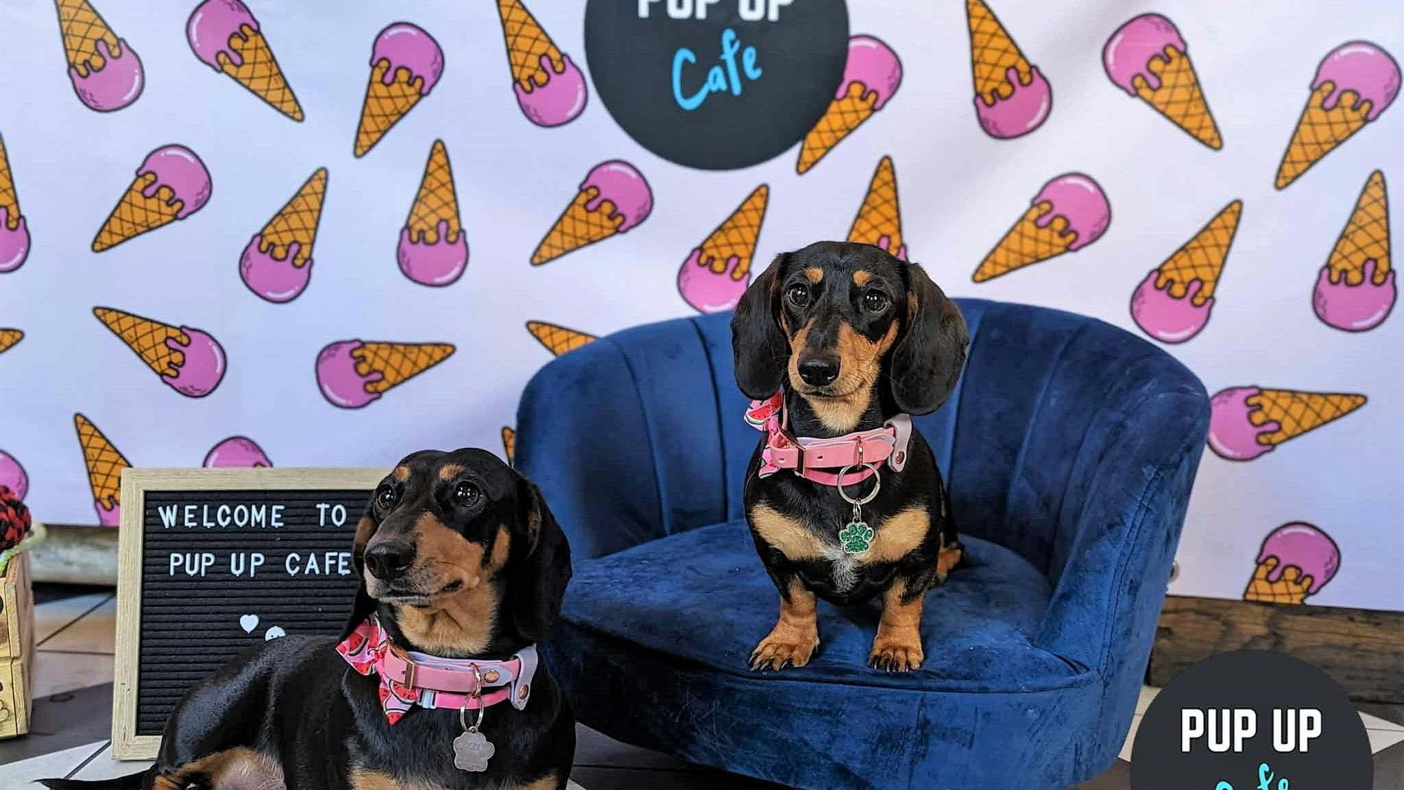 Dogs descend on Revolution cocktail bar for ‘Pup up Cafe’ event