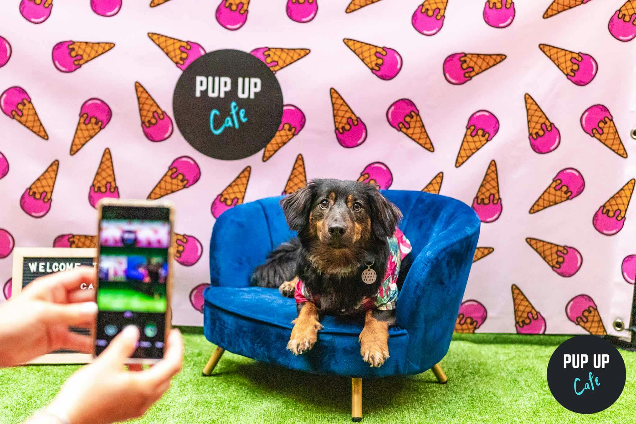 Pup Up Café is coming to Ipswich!