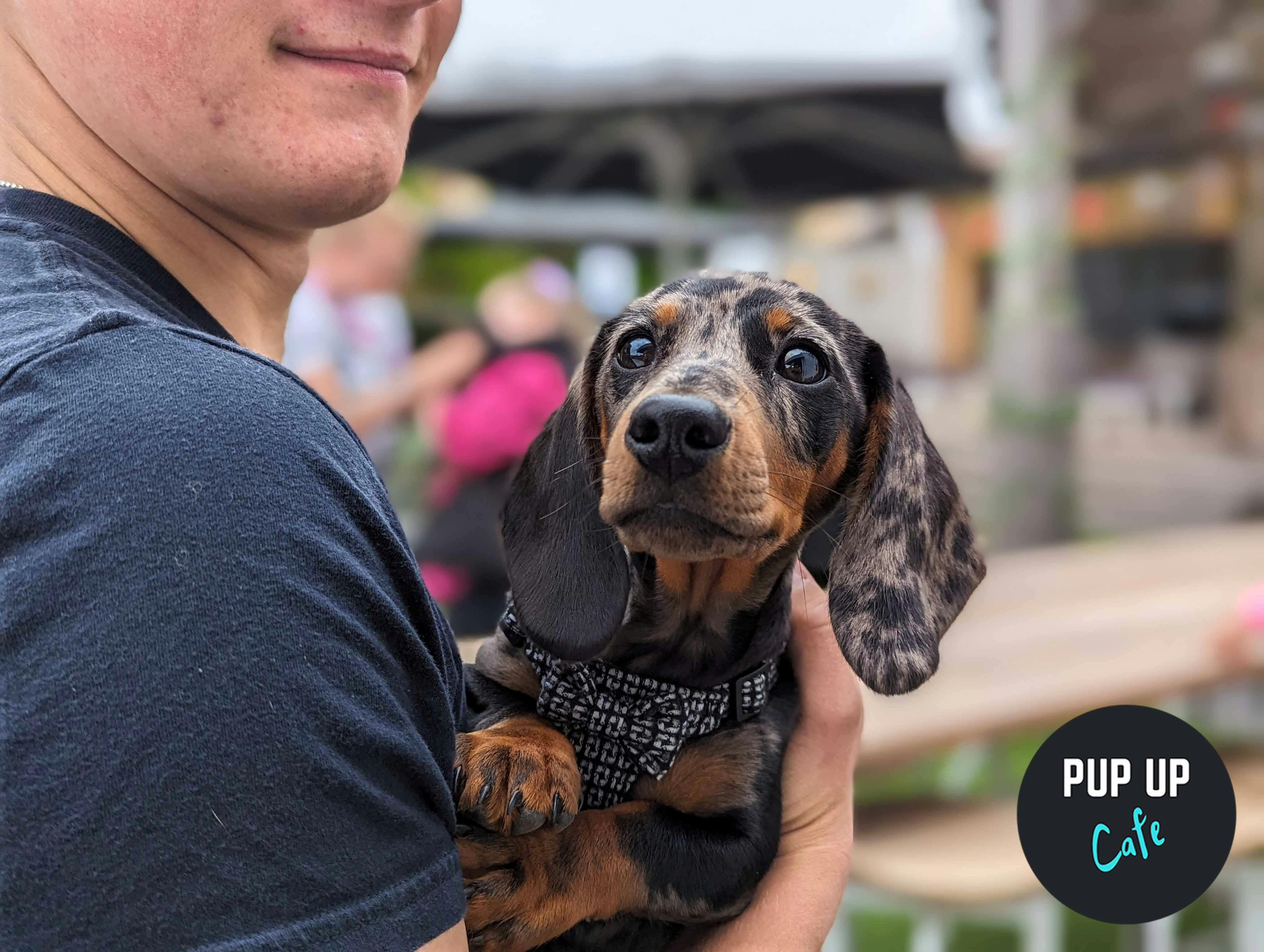 Pup Up Cafe x Revolución de Cuba host fun dog event for all breeds