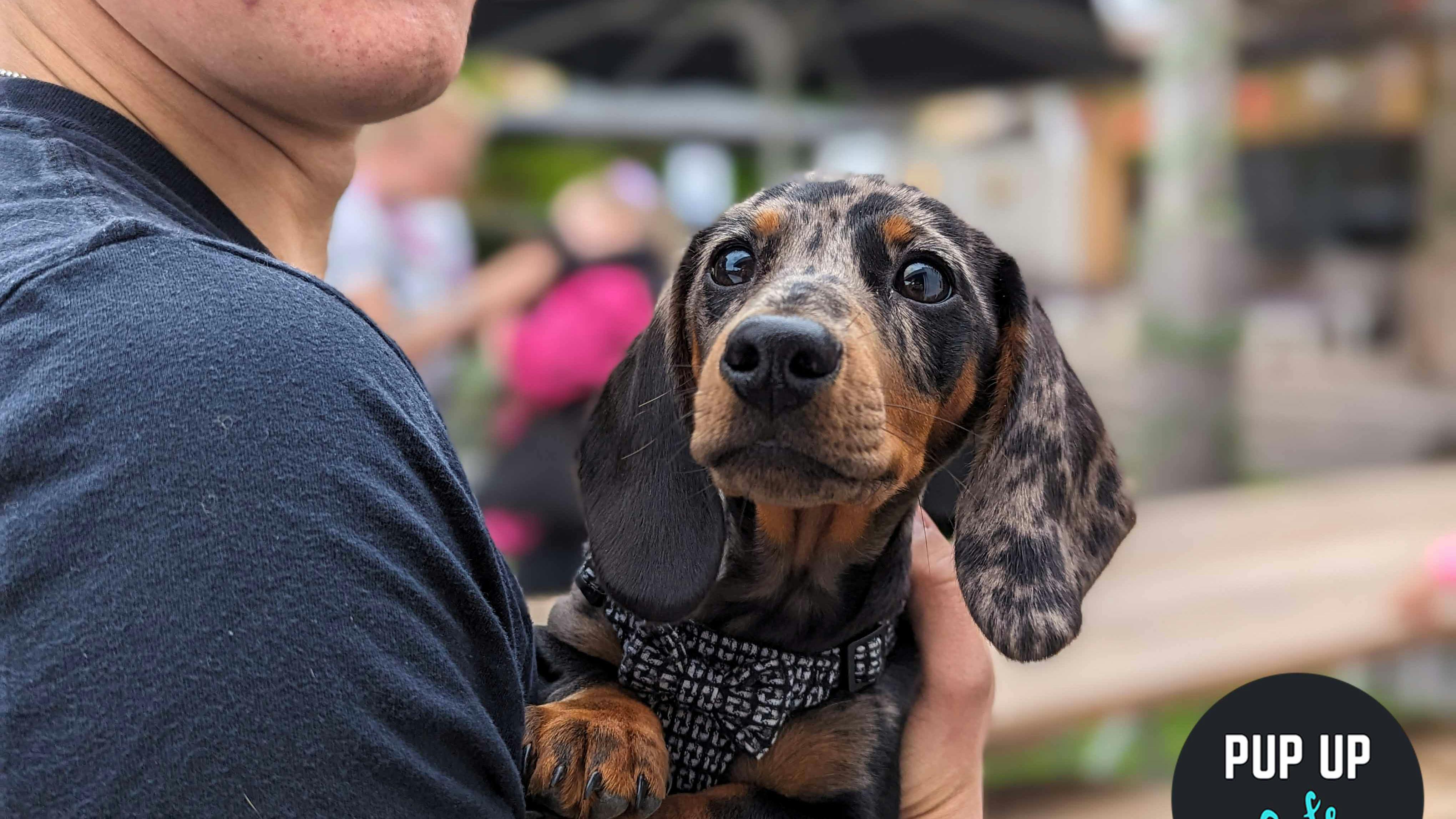 Pup Up Cafe x Revolución de Cuba host fun dog event for all breeds