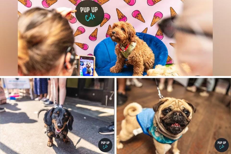 Pup Up Cafe Takes Over Southend High Street Revolution