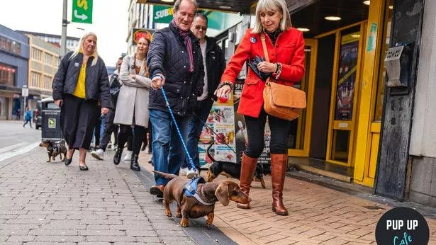 Blackpool’s Pup Up Cafe dragging in 100 Dachshunds!