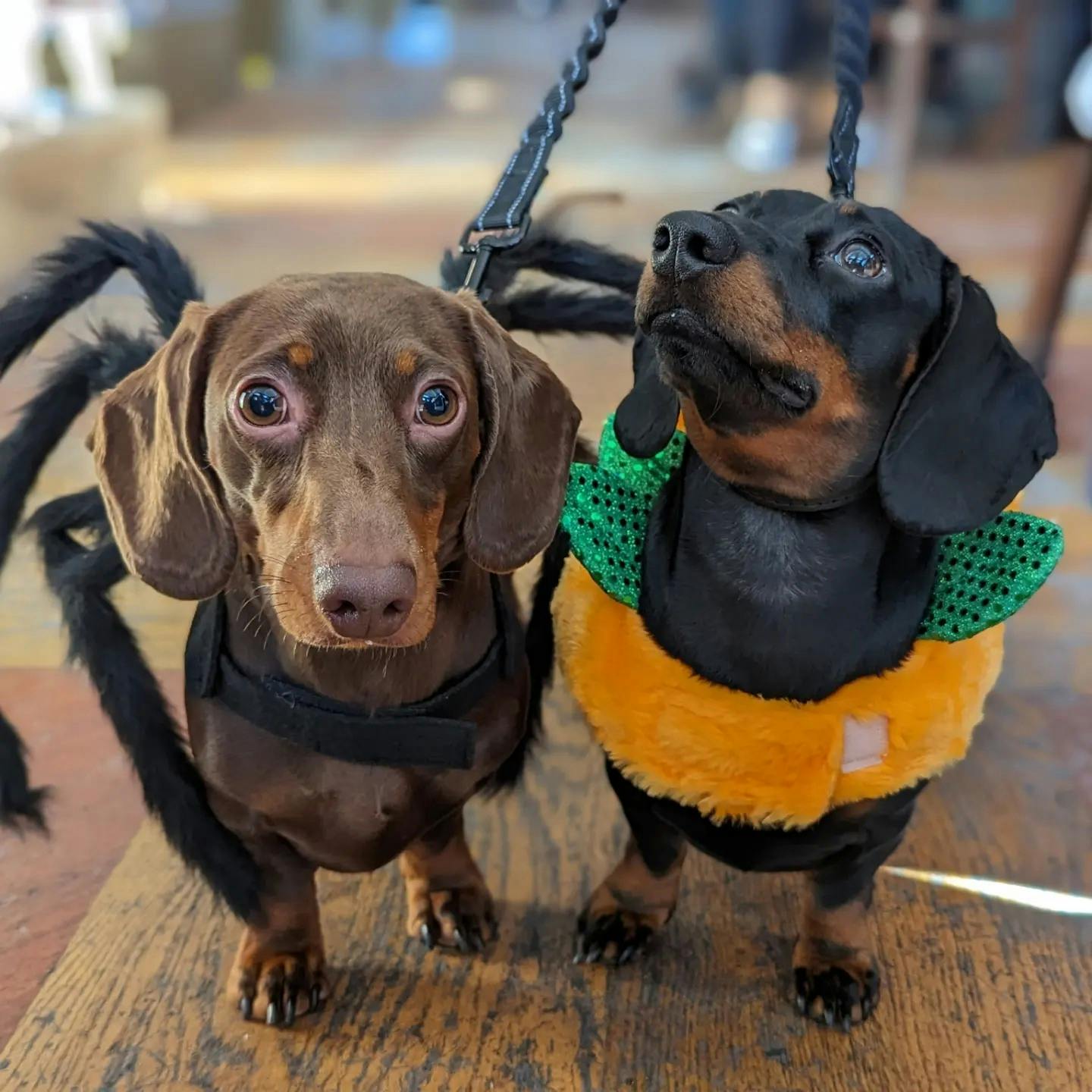 A Halloween-themed sausage dog event is coming to Bermondsey