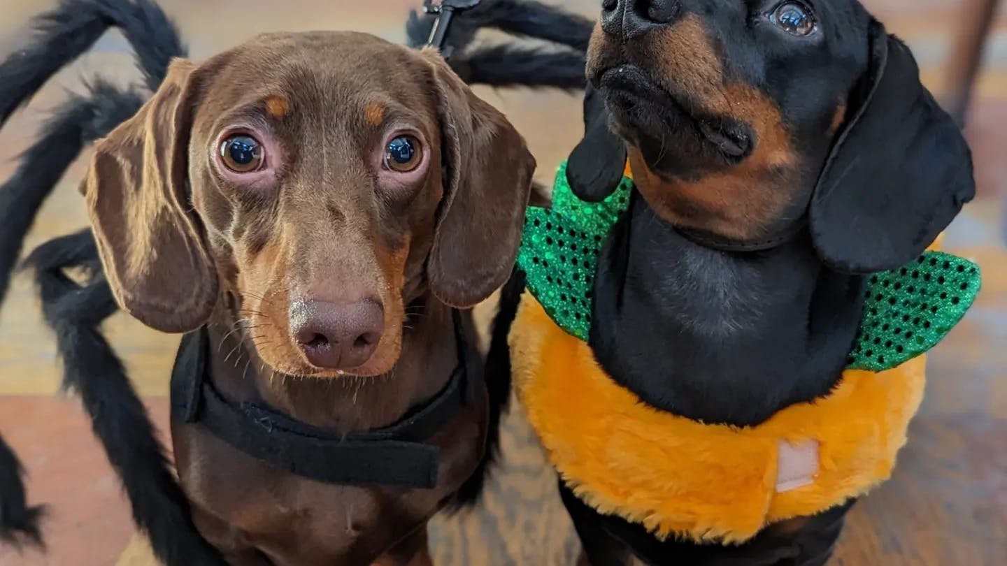 A Halloween-themed sausage dog event is coming to Bermondsey