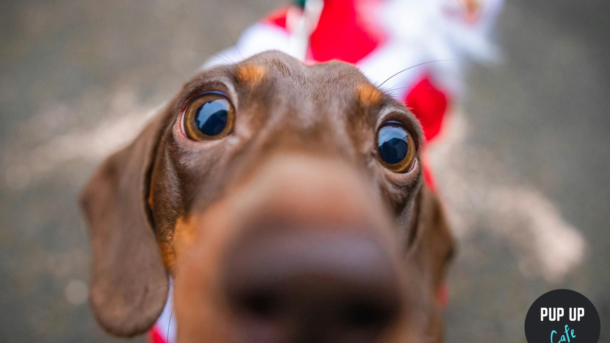 Pop-up cafe coming to Edinburgh this Christmas with hundreds of sausage dogs