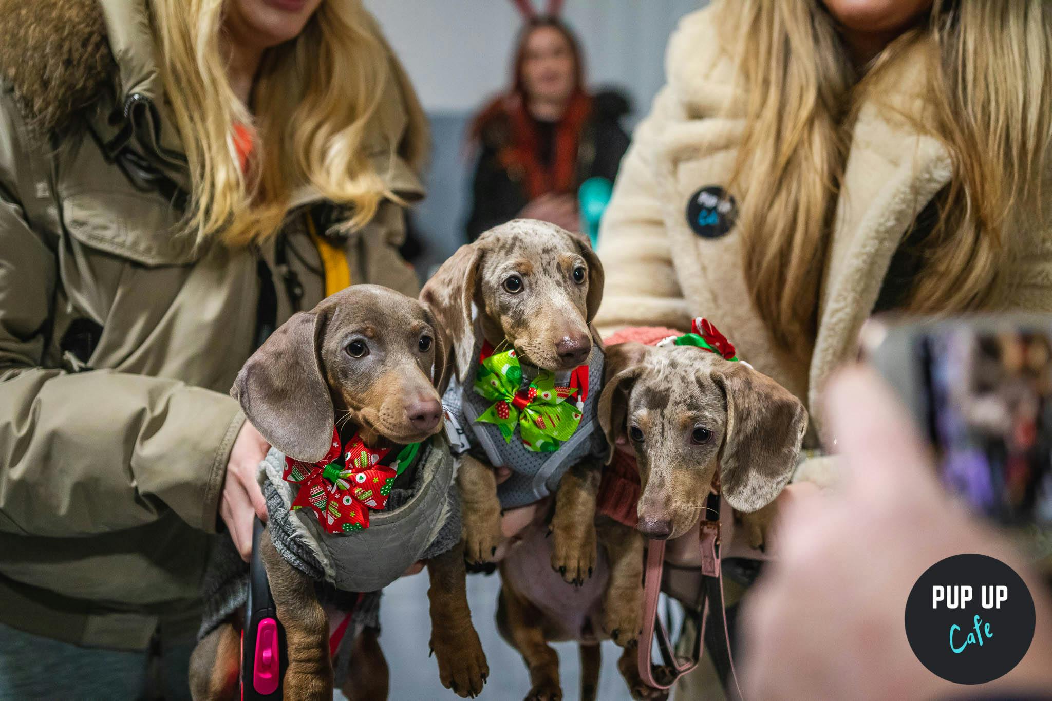 A ‘dashing dachshund’ pop-up cafe for sausage dogs is coming to Manchester this Christmas