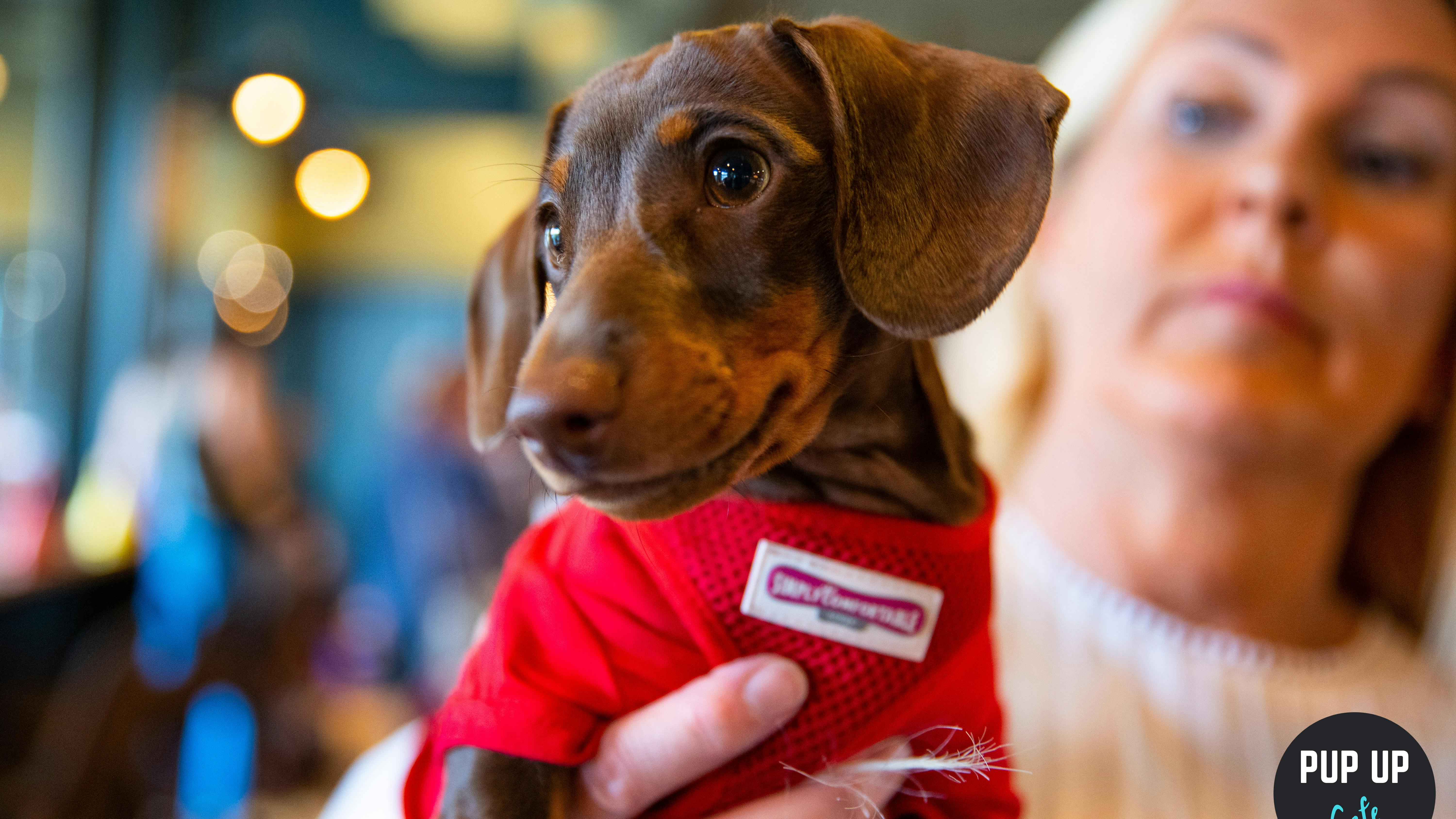 Pop-up cafe filled with sausage dogs coming to Lancashire