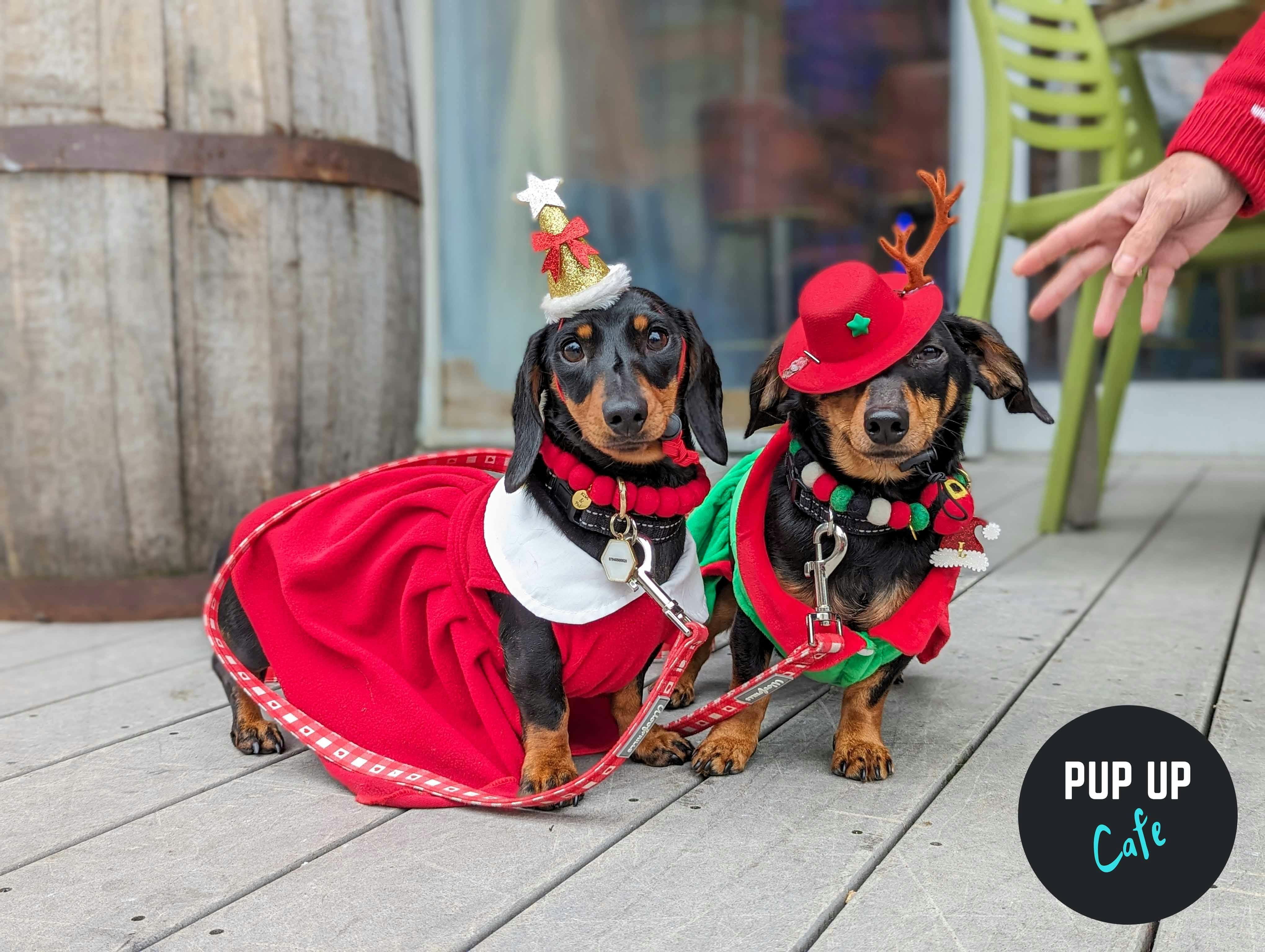The Pup Up Café is back with its Christmas extravaganza