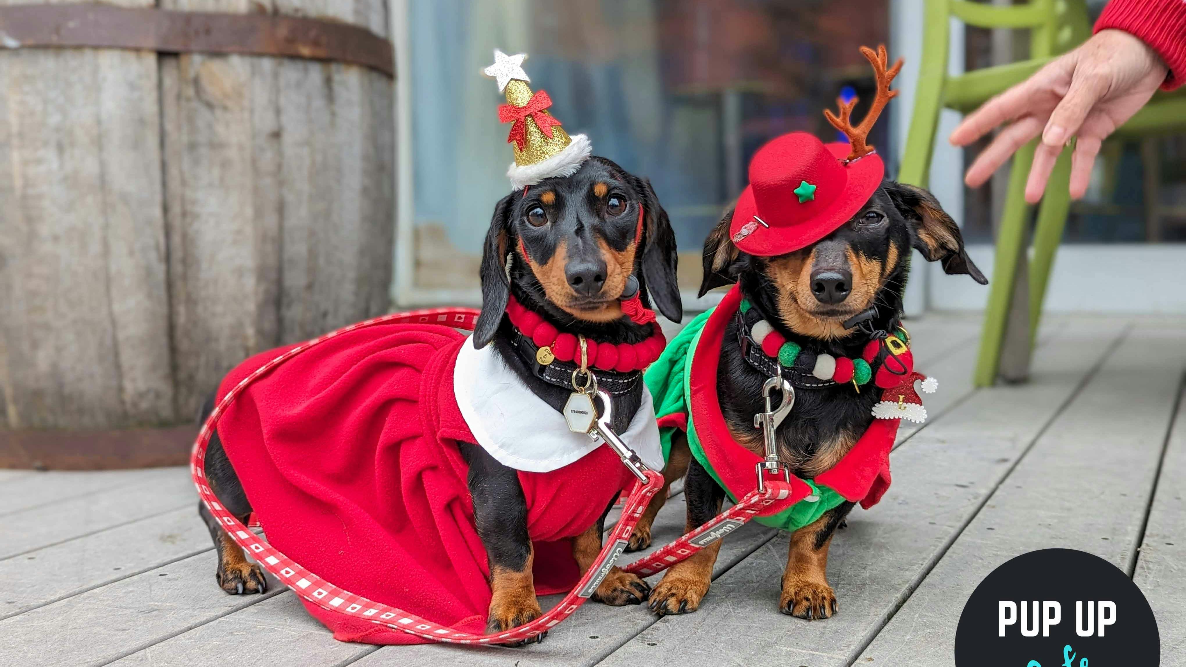 The Pup Up Café is back with its Christmas extravaganza