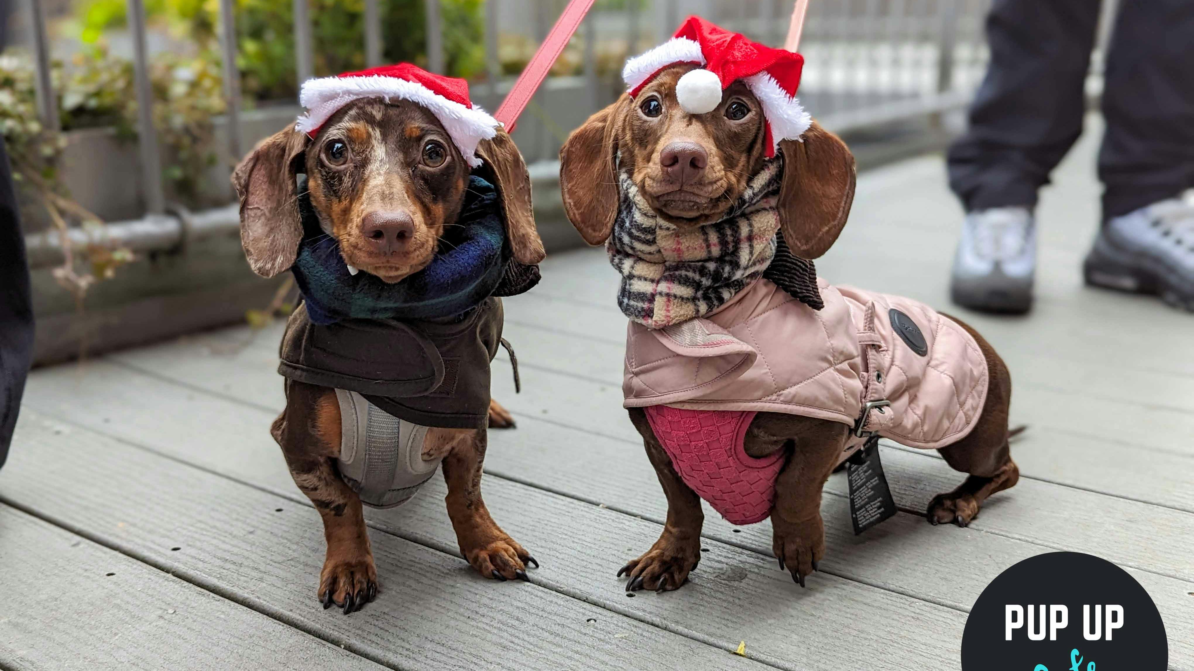 28 adorable photos, sausage dogs meet Santa at Christmas Pup Up Cafe