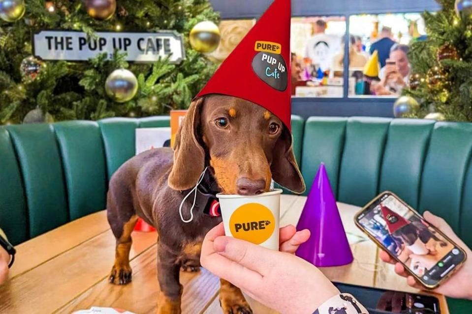The Christmas Tour collab between Pup Up Cafe & Pure Pet Food is coming to Harrogate!