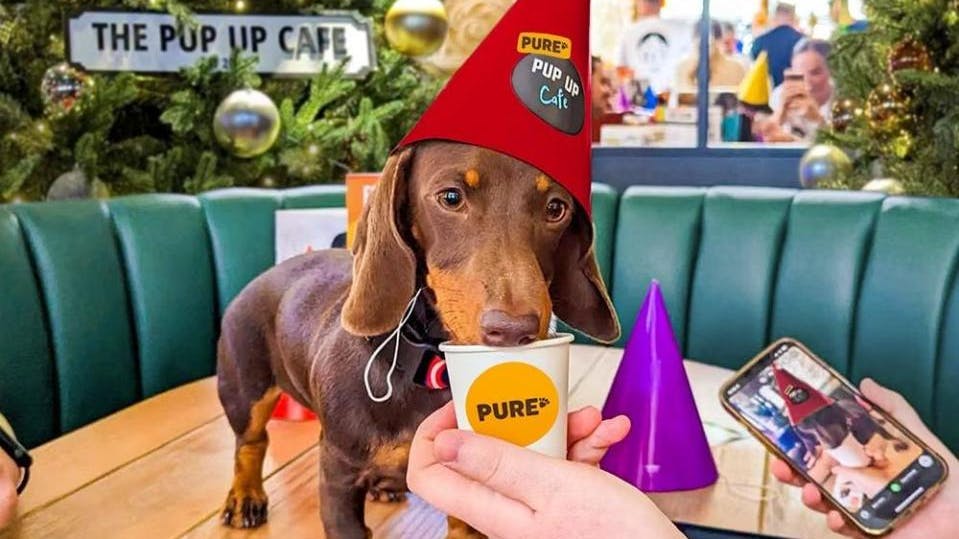 The Christmas Tour collab between Pup Up Cafe & Pure Pet Food is coming to Harrogate!