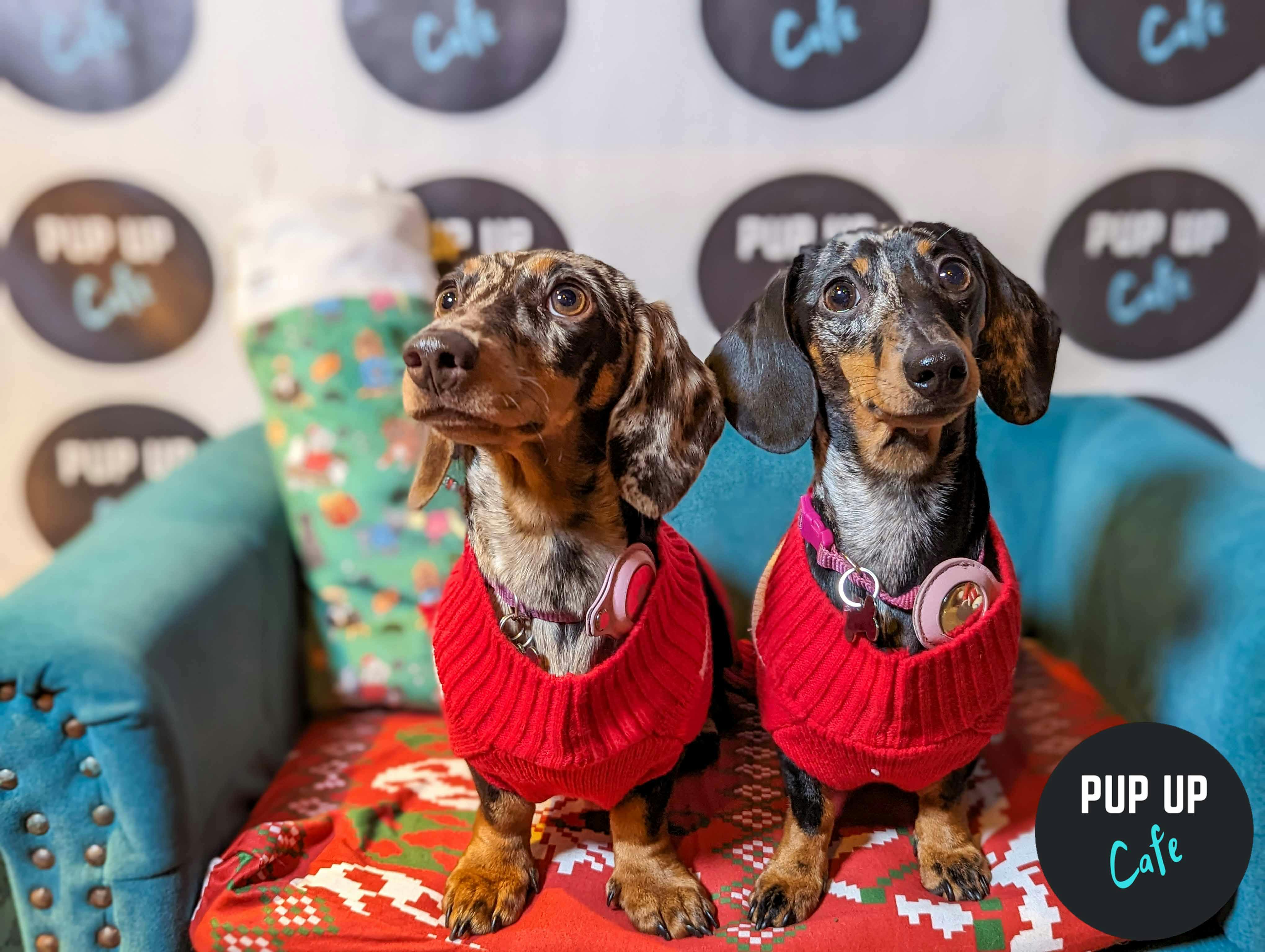 Sausages get festive at the Dashing Dachshund Christmas Tour in Leeds