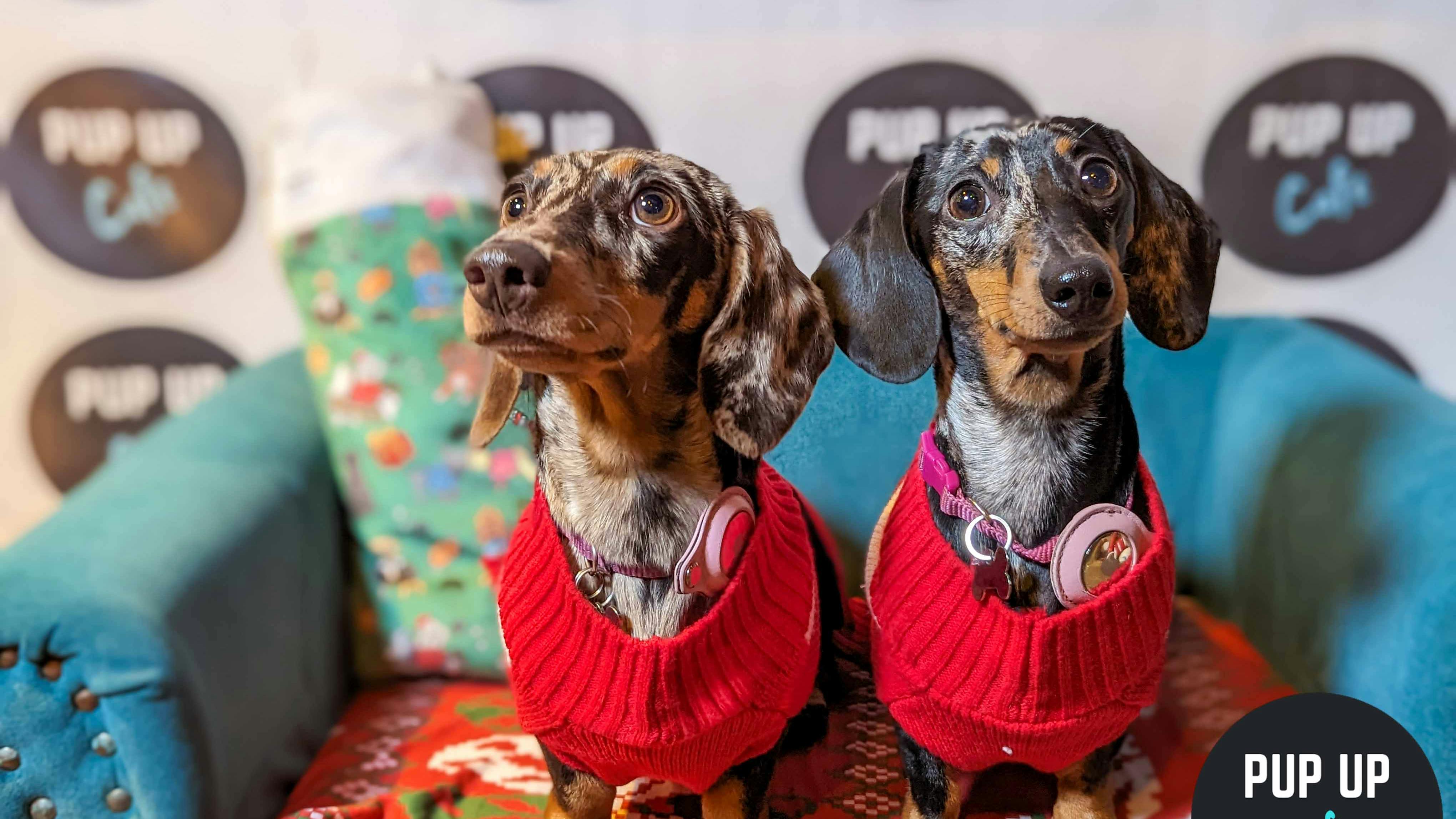 Sausages get festive at the Dashing Dachshund Christmas Tour in Leeds