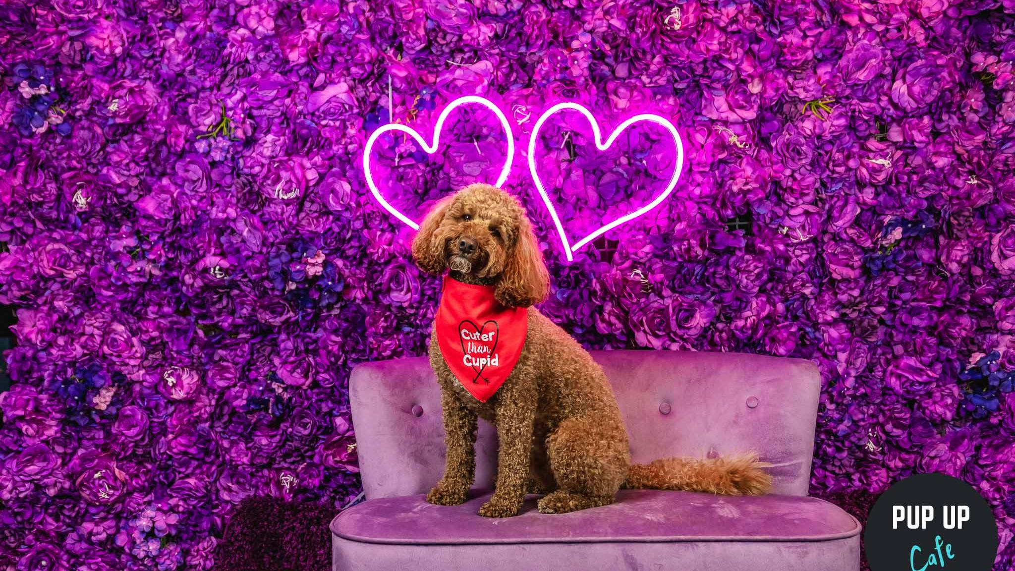 Fall In Love At The Valentine’s Pup Up Cafe In Manchester