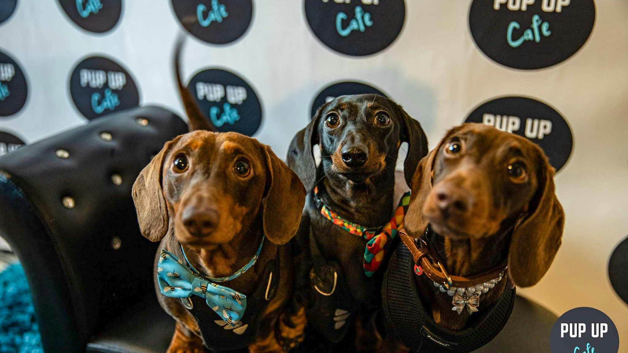 Pop-up dog cafe coming to Stafford for fifth year running