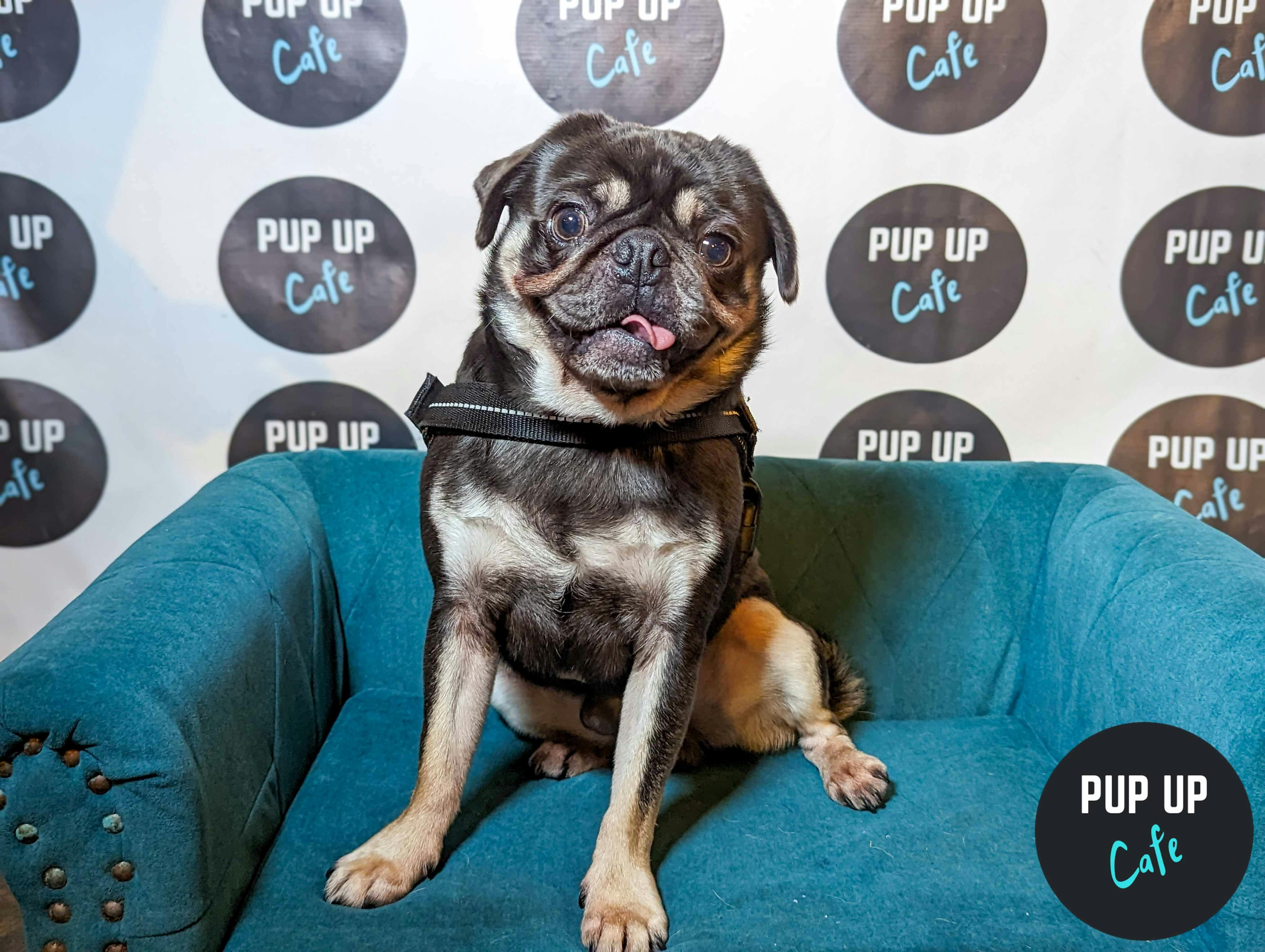 Wagging tails at pop-up dog cafe as it returns to Stafford