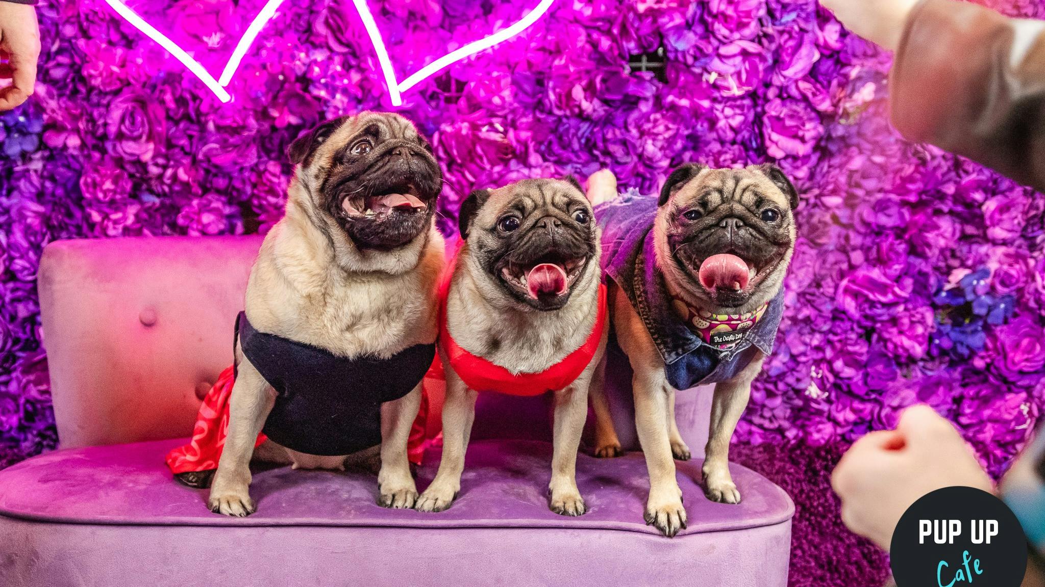 Pup Up Café comes to Revolution Southampton for Valentine’s Day