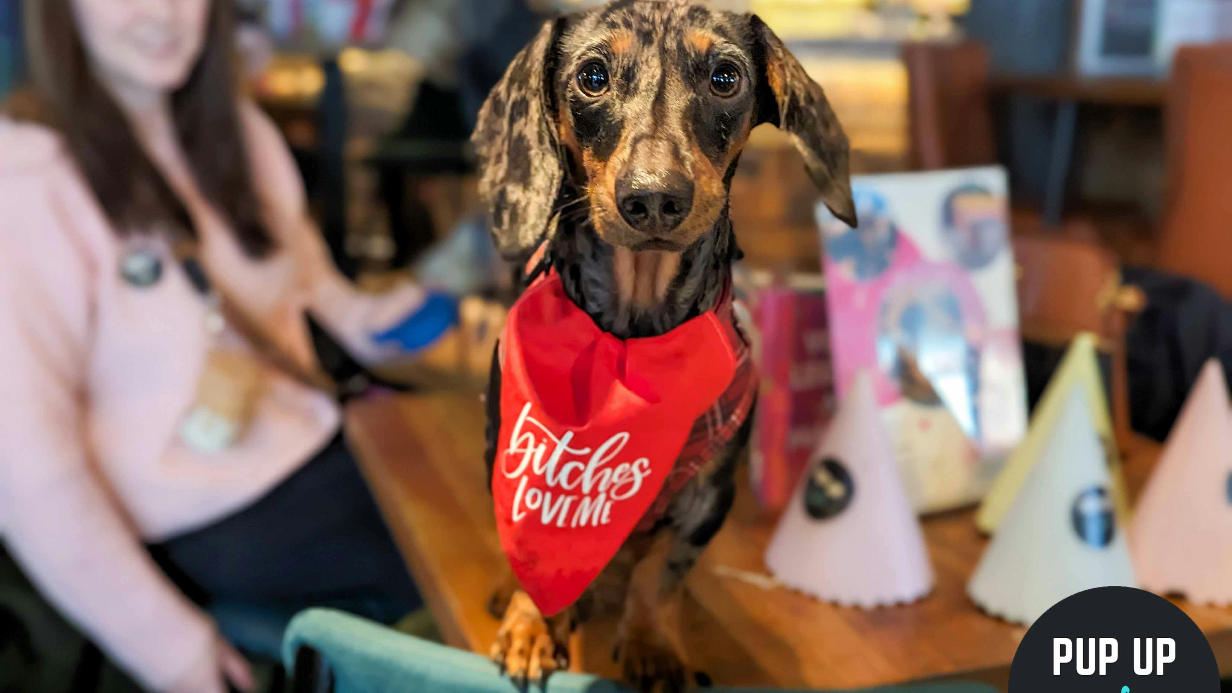 Daily Star – ‘Star Paws’ names Pup Up Cafe ‘Event of the week’!