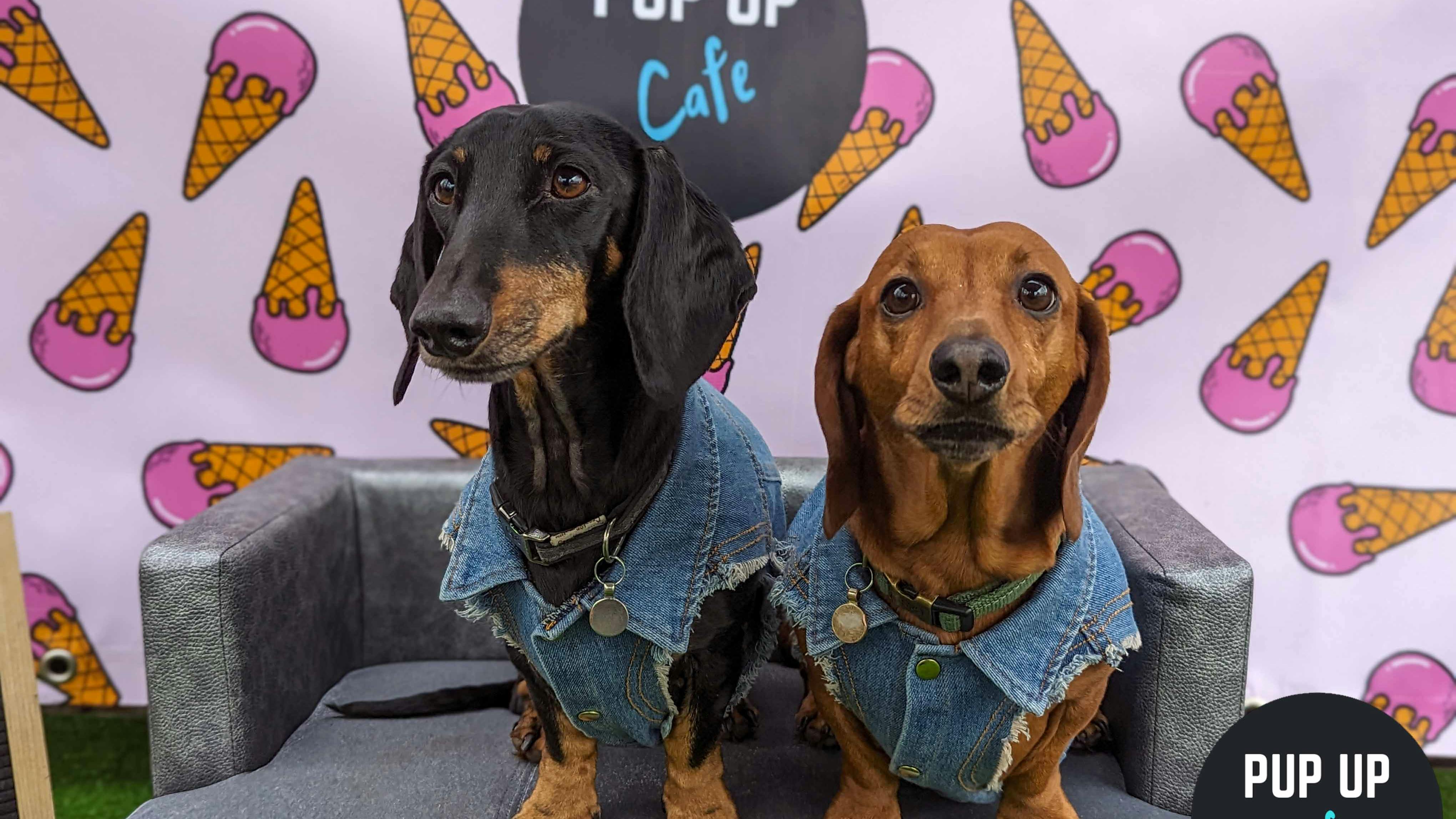 All dachshund owners in Milton Keynes invited to special event