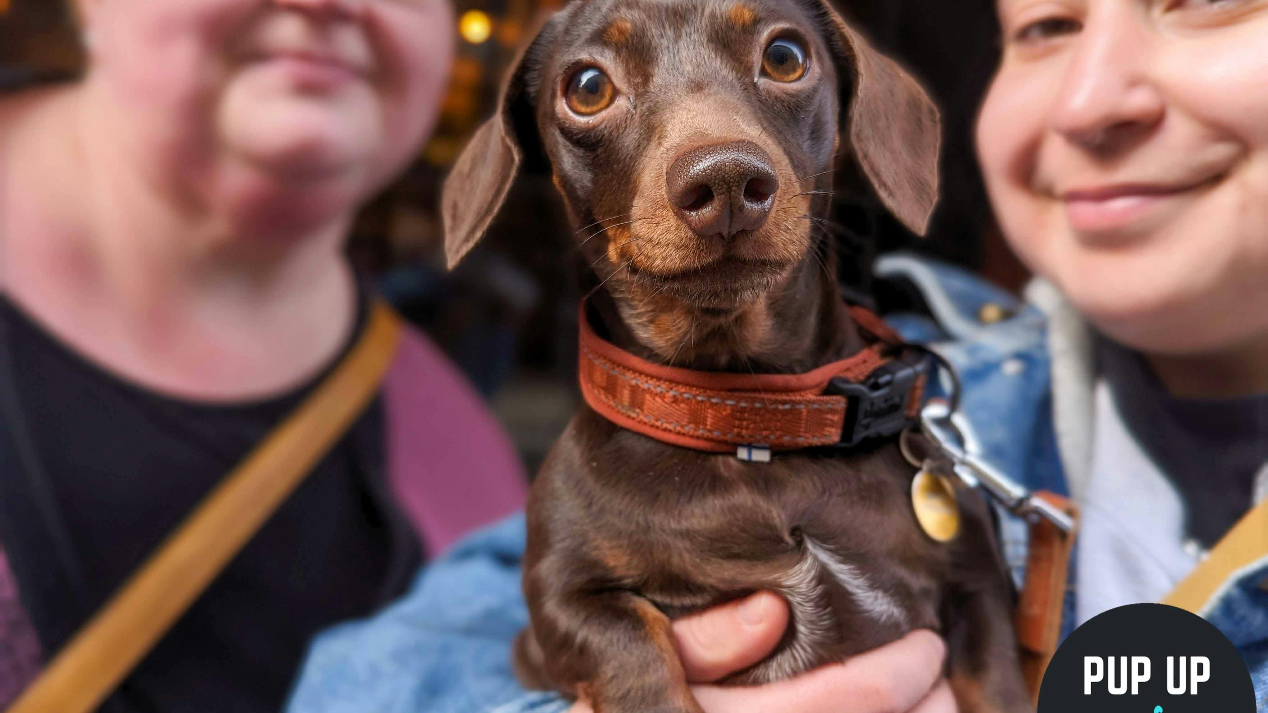 A pop-up sausage dog café is coming to Cardiff