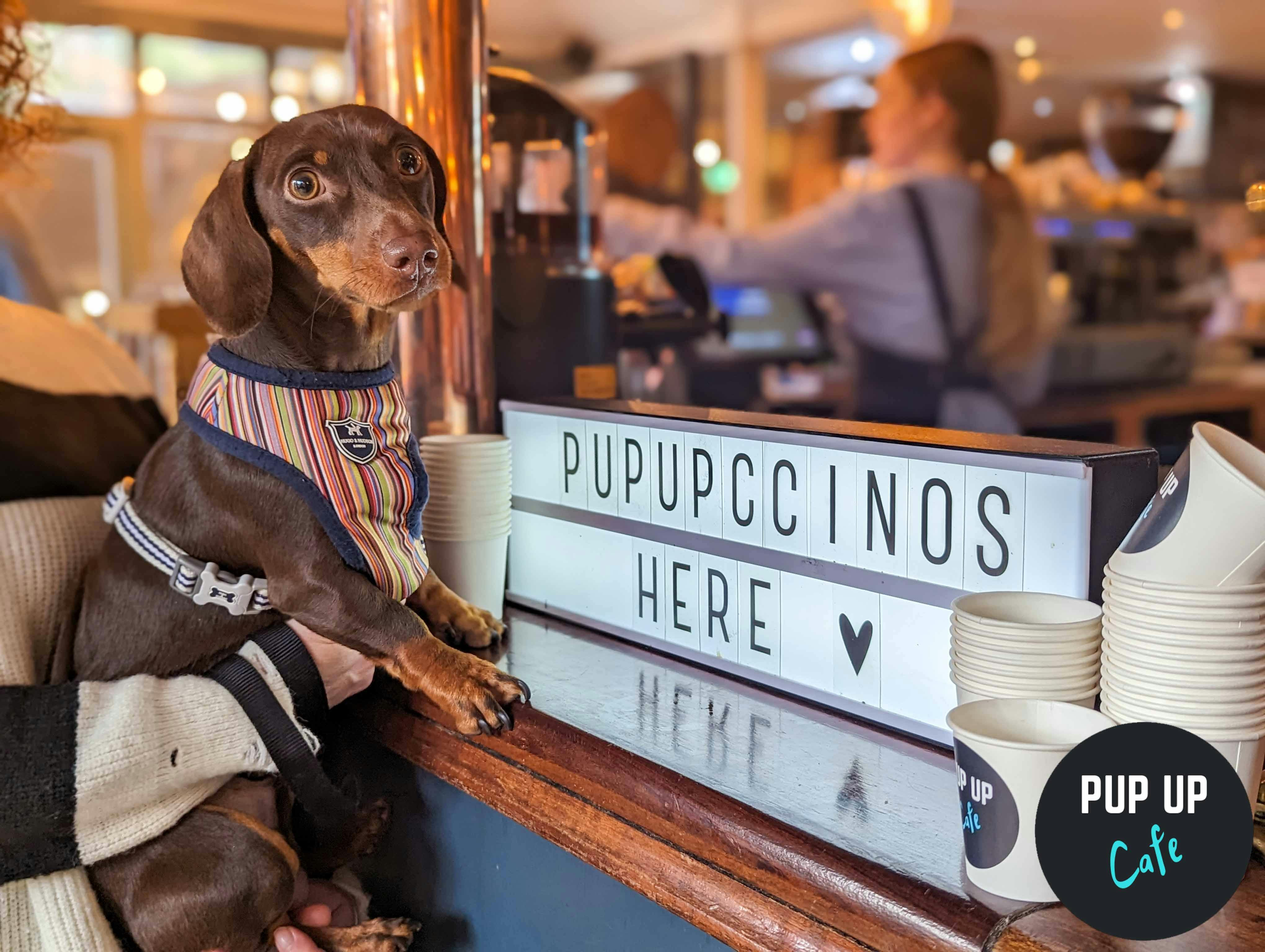 Sausage dogs set to take over Leeds Revolution Electric Press