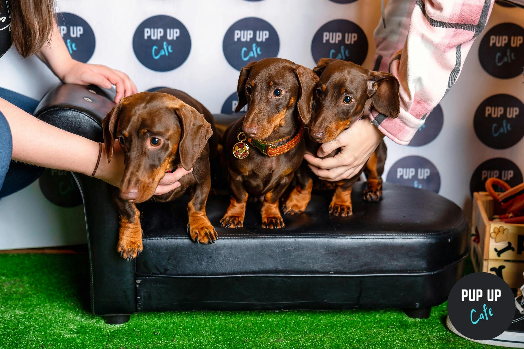 A Delightful Dachshund Gathering: The Pup Up Cafe Hits Leeds