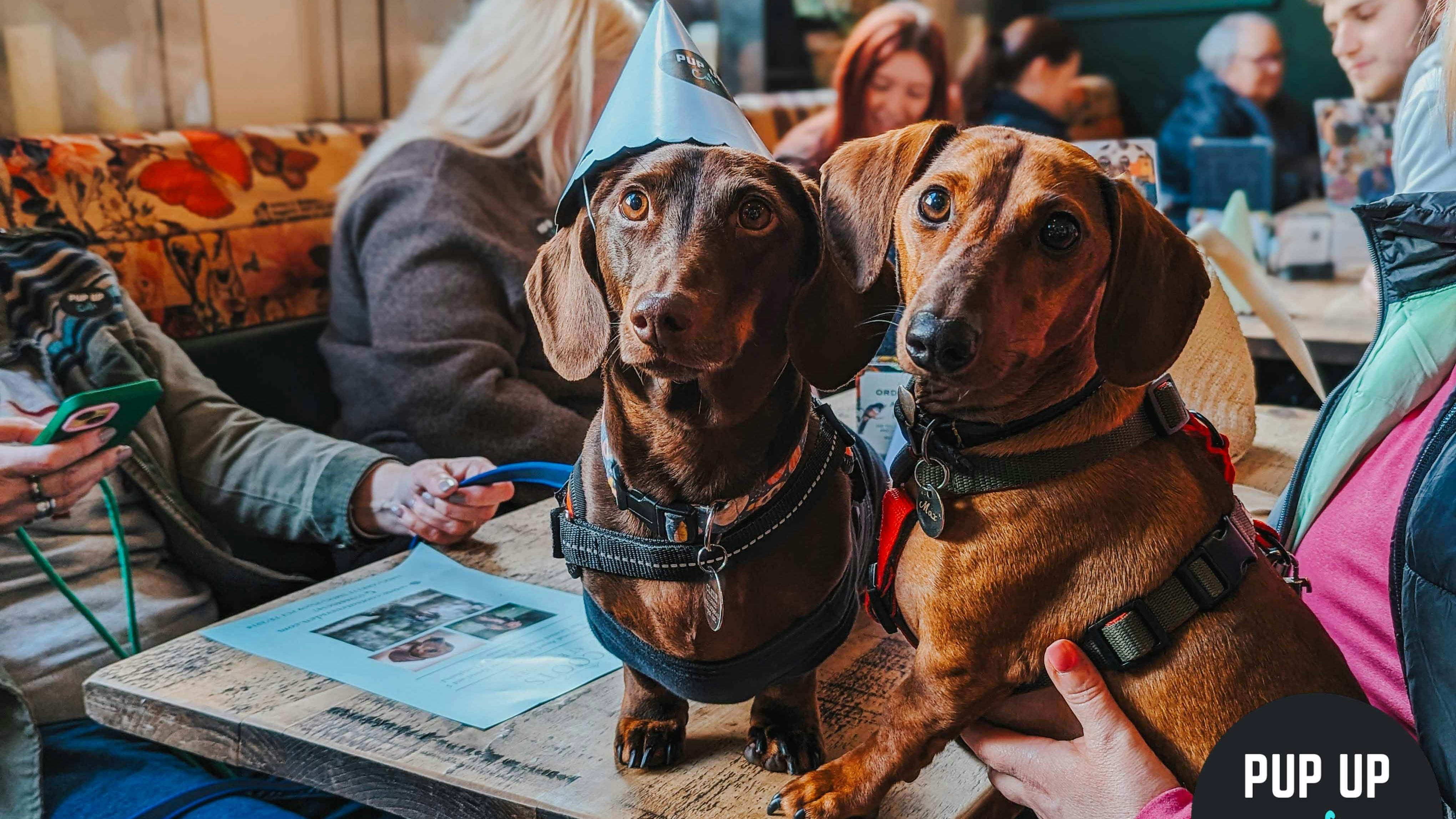Pop-up dog cafes with ballpits, treats and puppuccinos coming to Nottingham