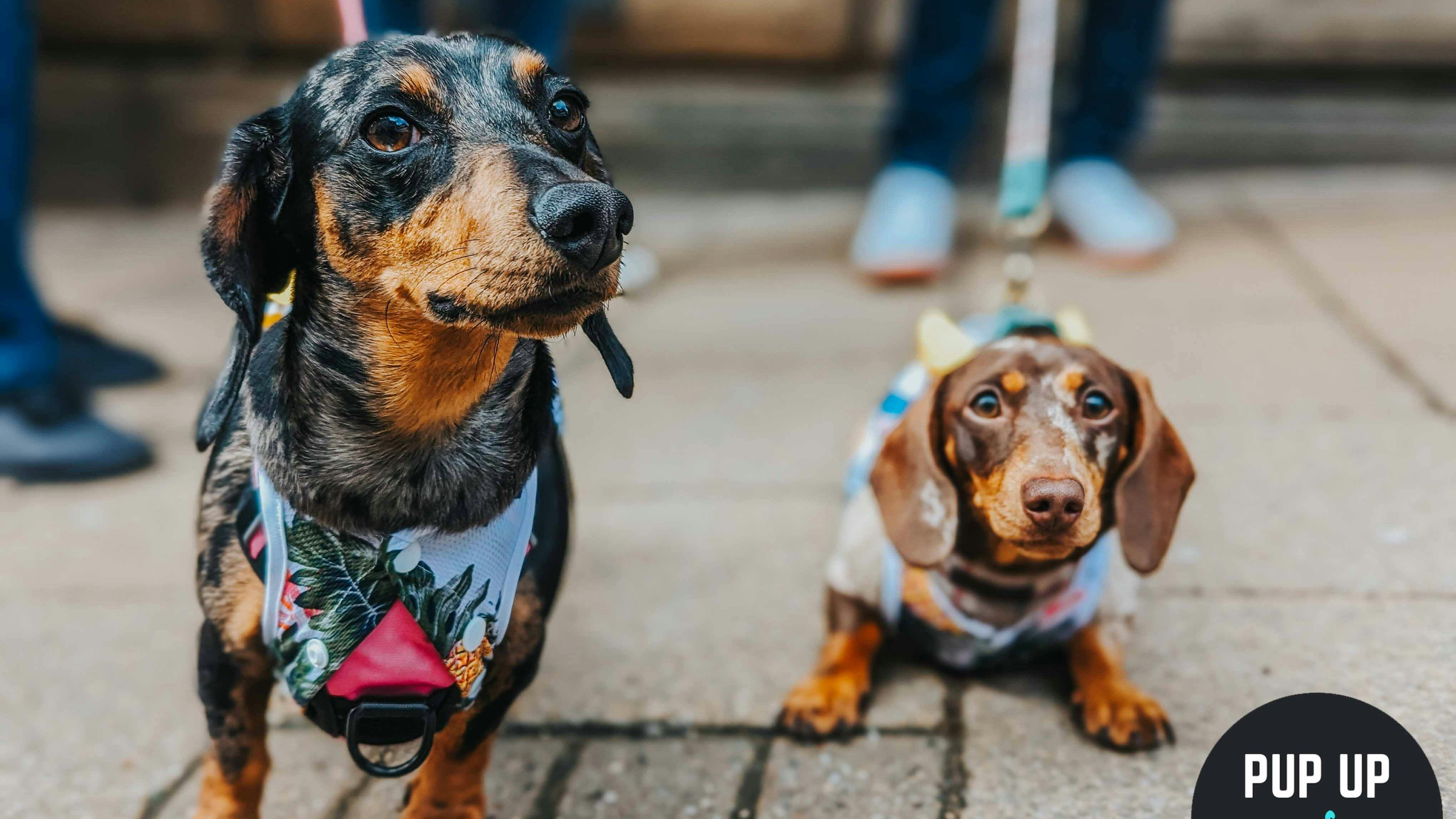 Pup Up Cafe Takes over Leicester – get your pooches ready!