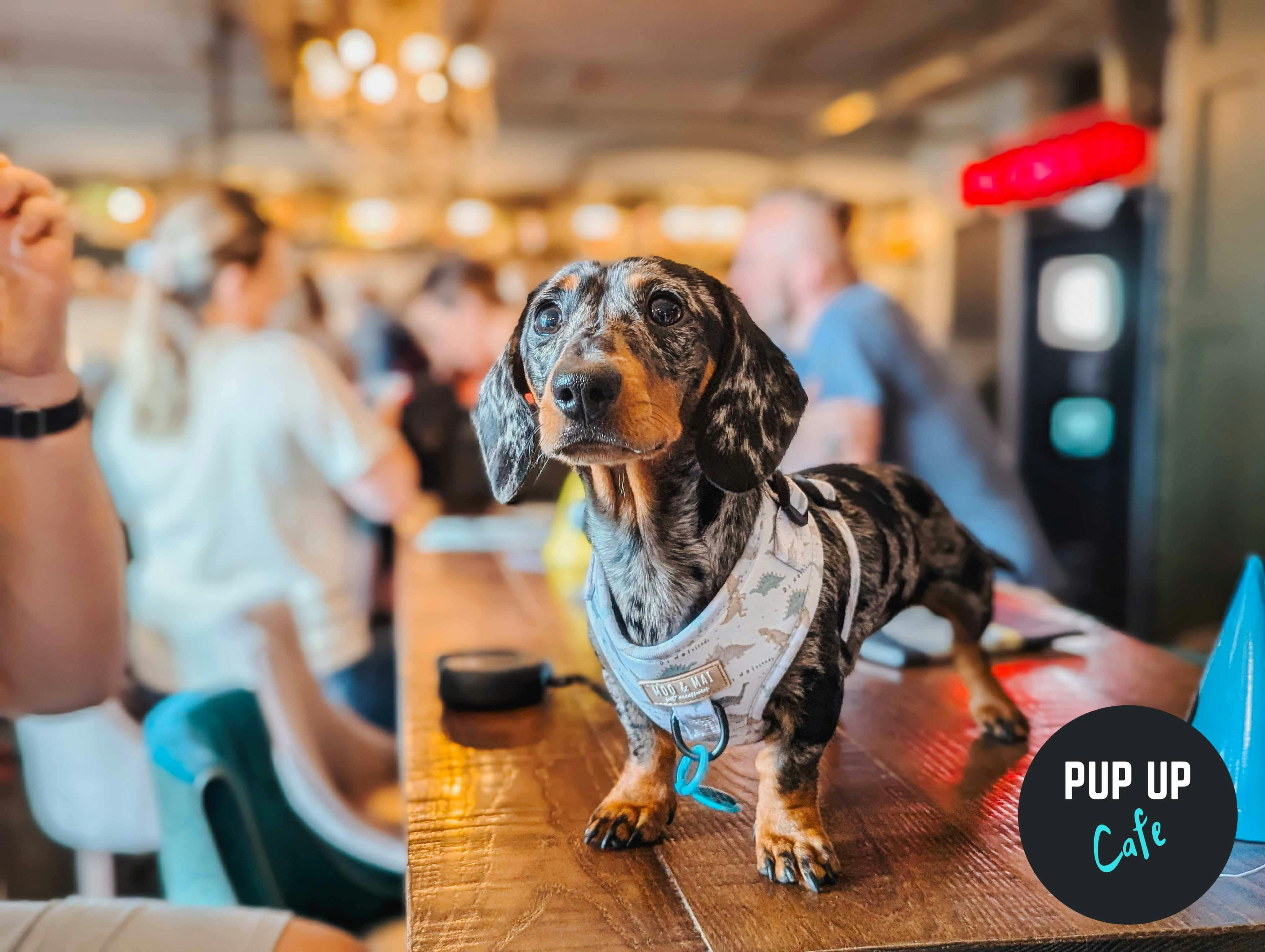 Pup Up Cafe Returns to Edinburgh for Dachshunds, Spaniels and All Paws!