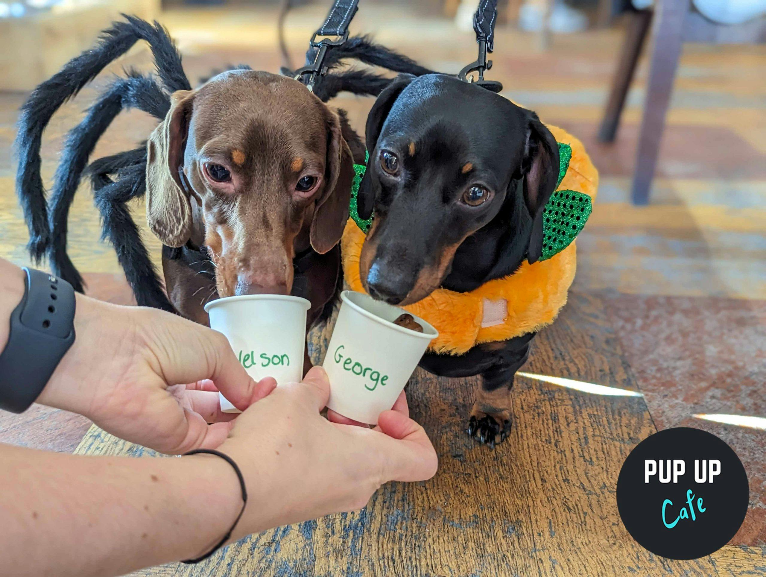 Sheffield: 200 sausage dogs to descend in Halloween “pup-up” event