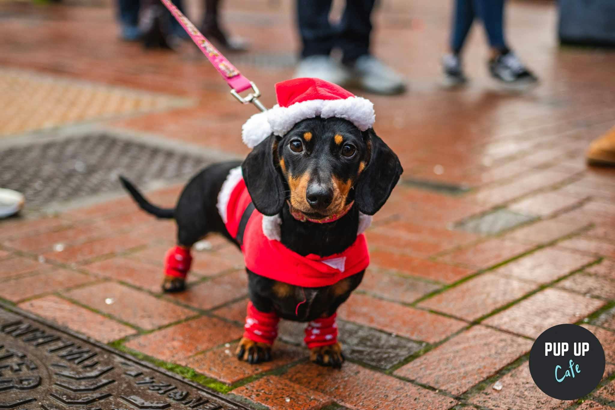 ‘Pup-up’ dog cafe returns to Brighton for festive special